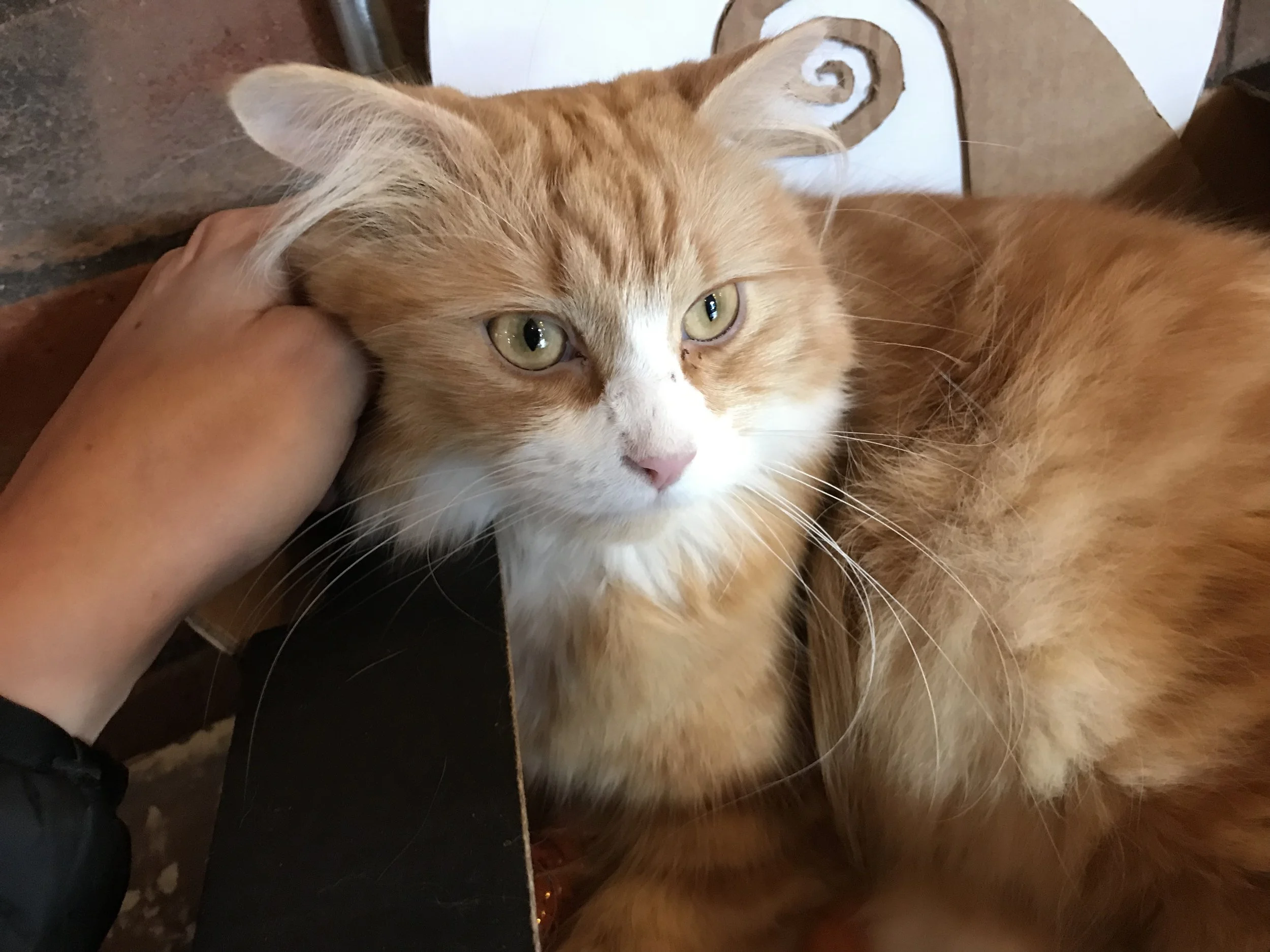 Olaf: Tabby Teas Cat Cafe Sheffield