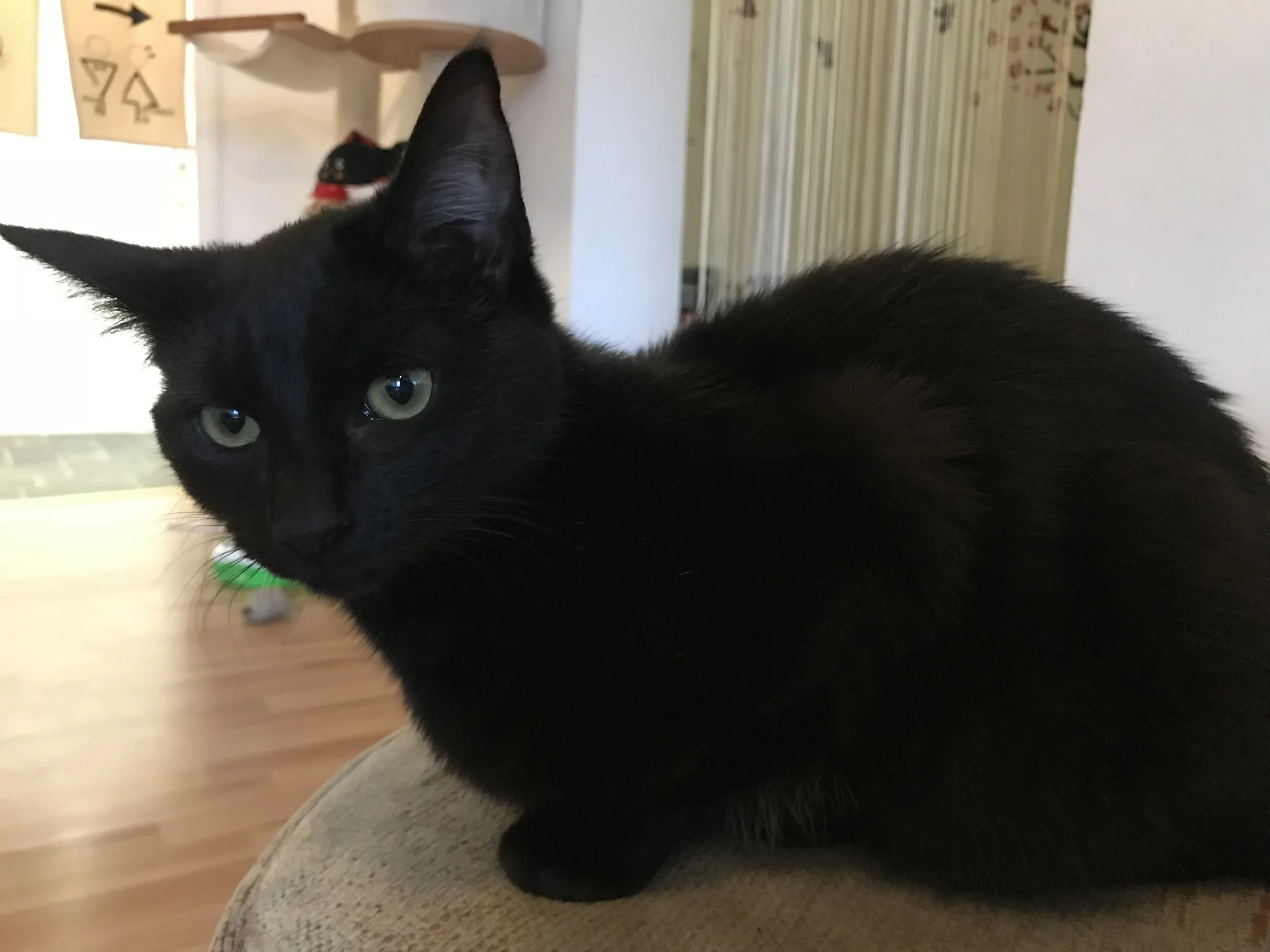 Catpawcino-05.jpg