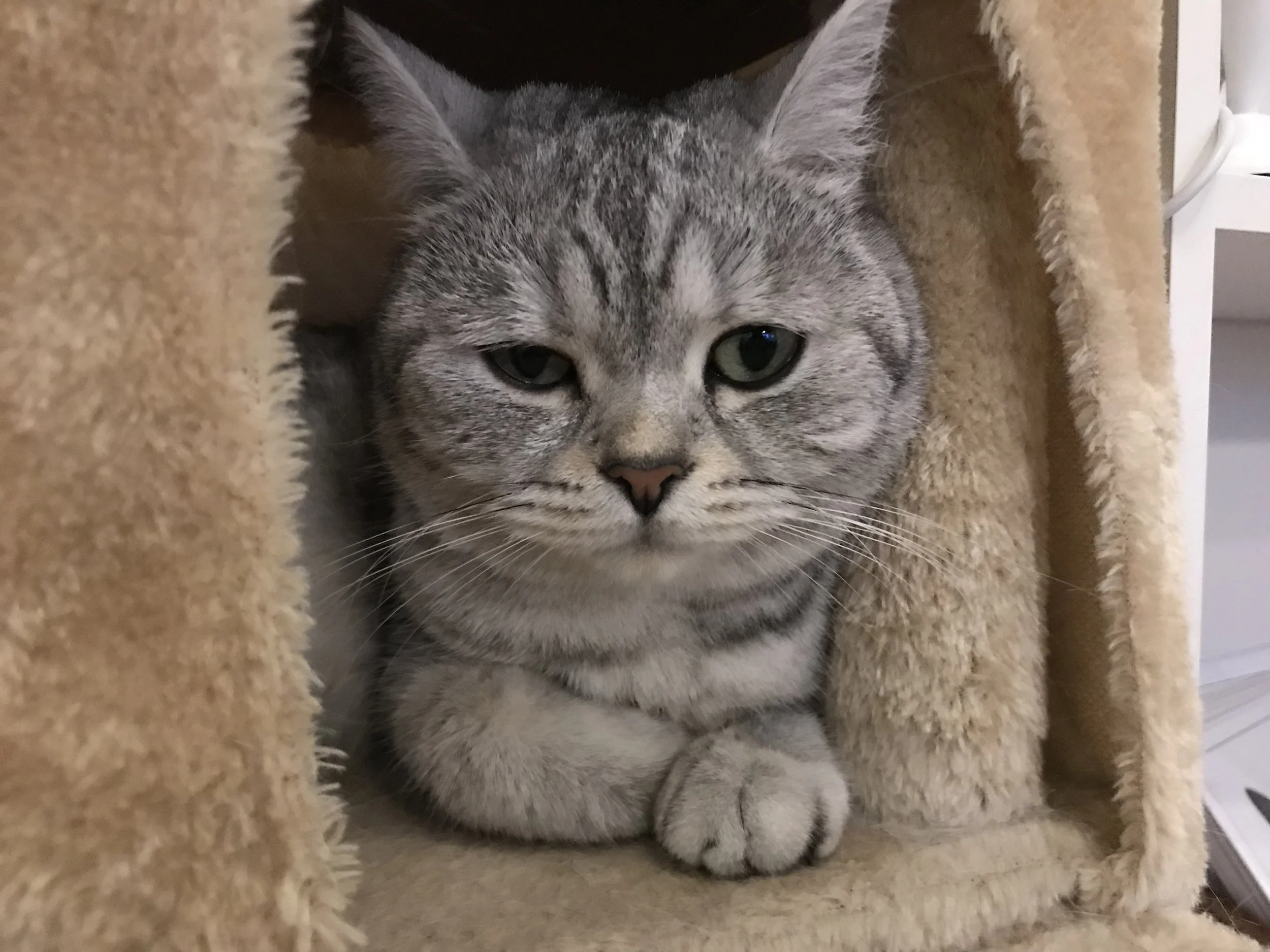 Catpawcino-29.jpg
