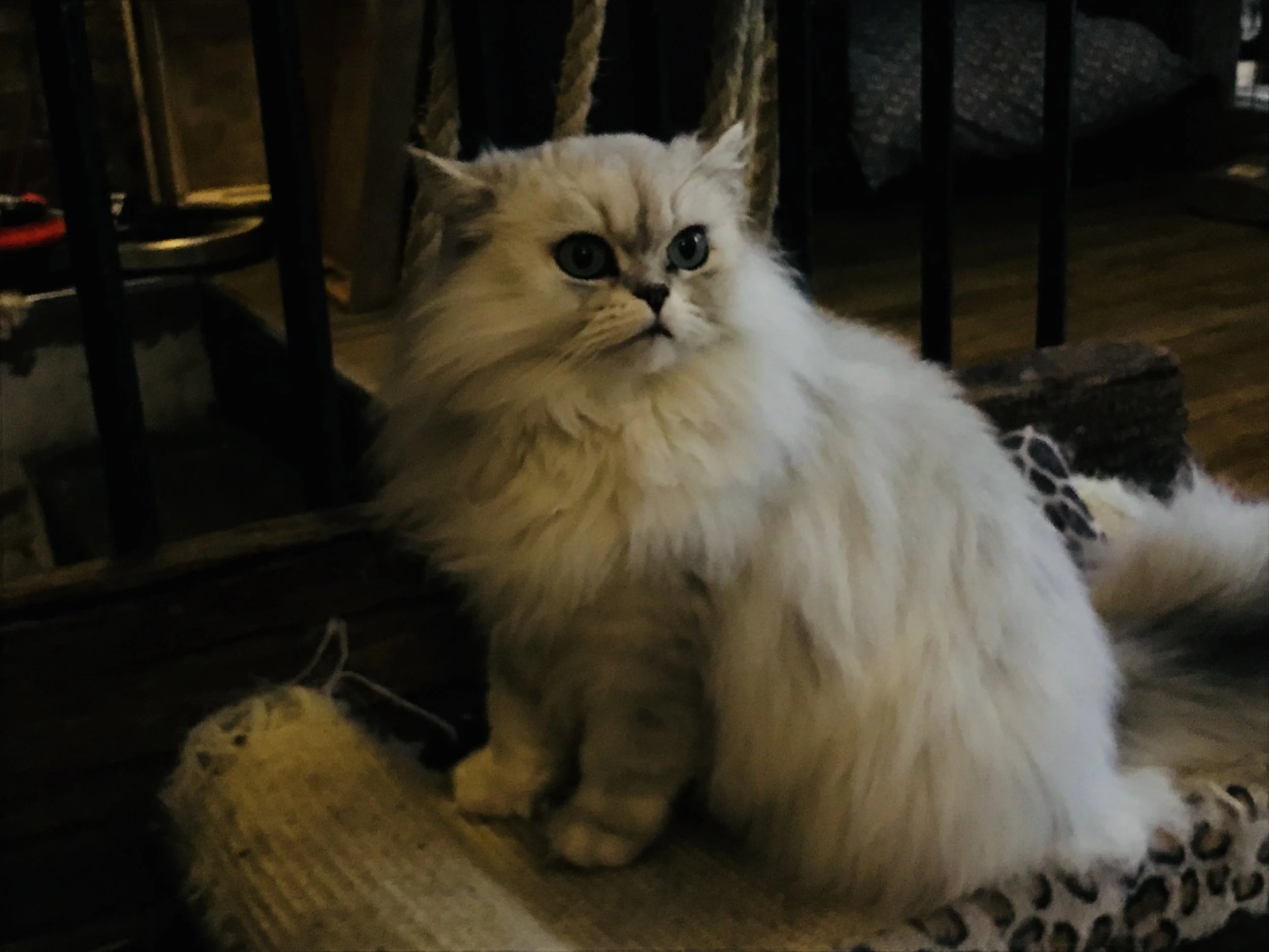 CatVillageLondon-12.jpg