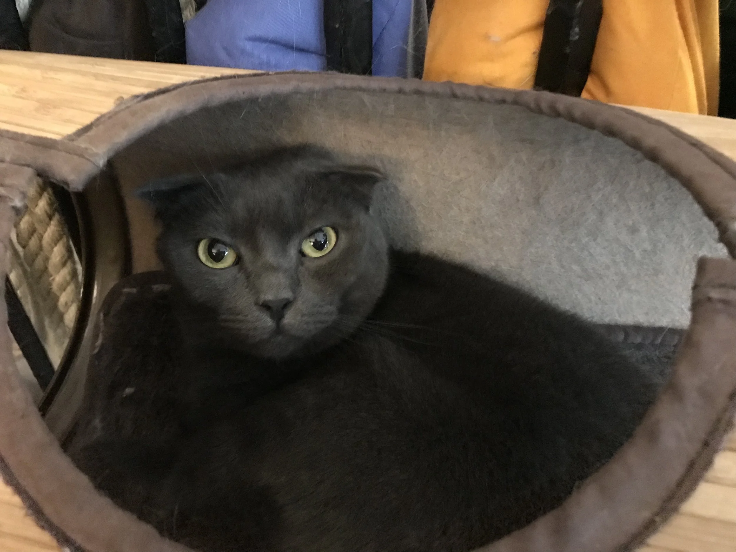 CatVillageLondon-31.jpg