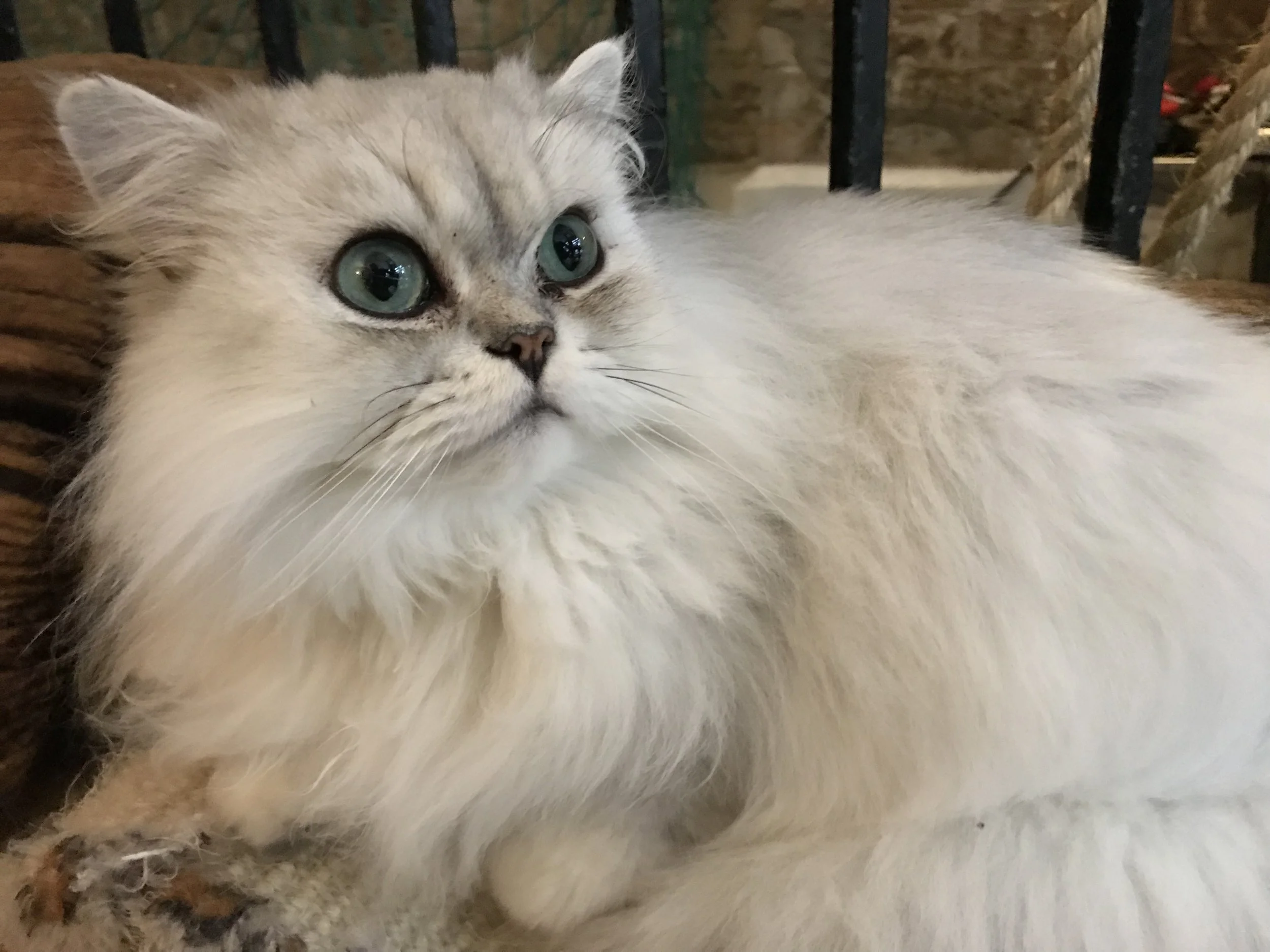 CatVillageLondon-37.jpg