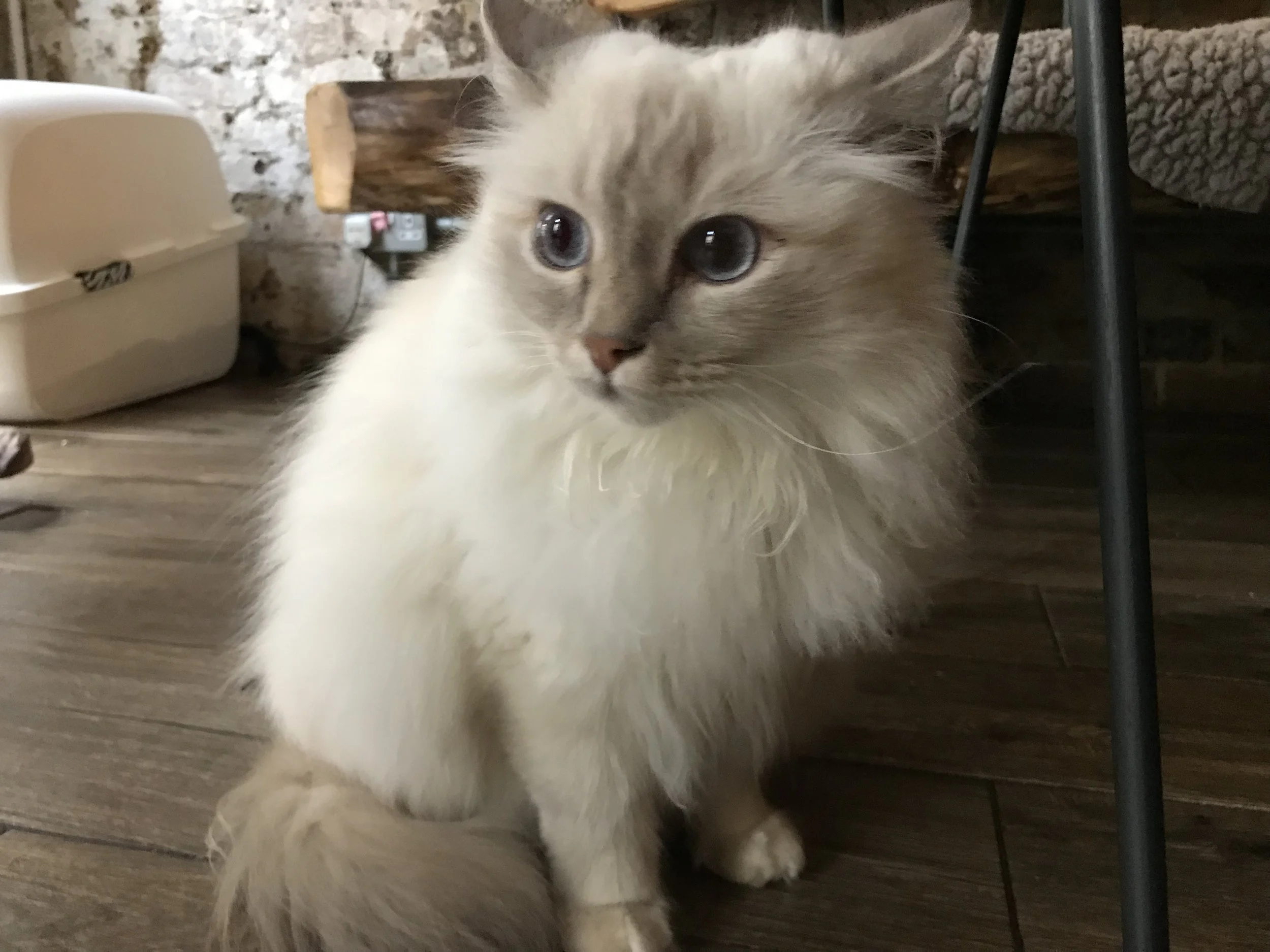 CatVillageLondon-52.jpg