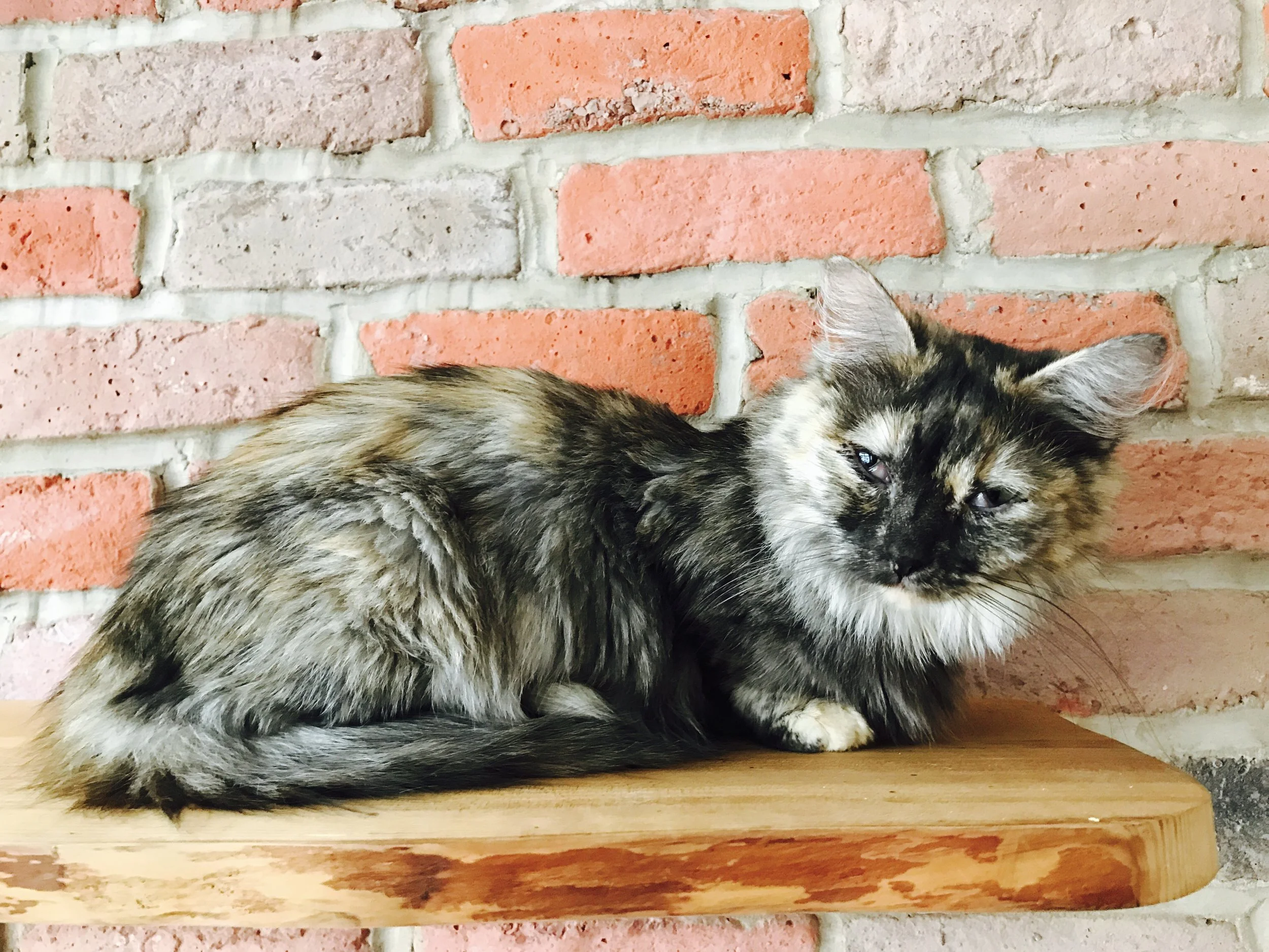 CatVillageNorth-01.jpg