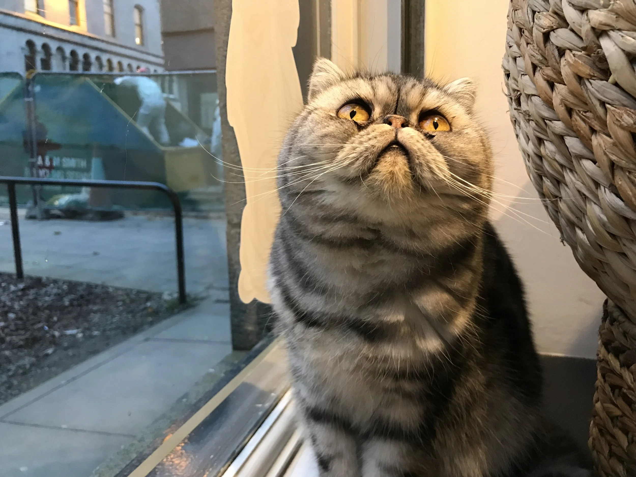 CatWindow-17.jpg