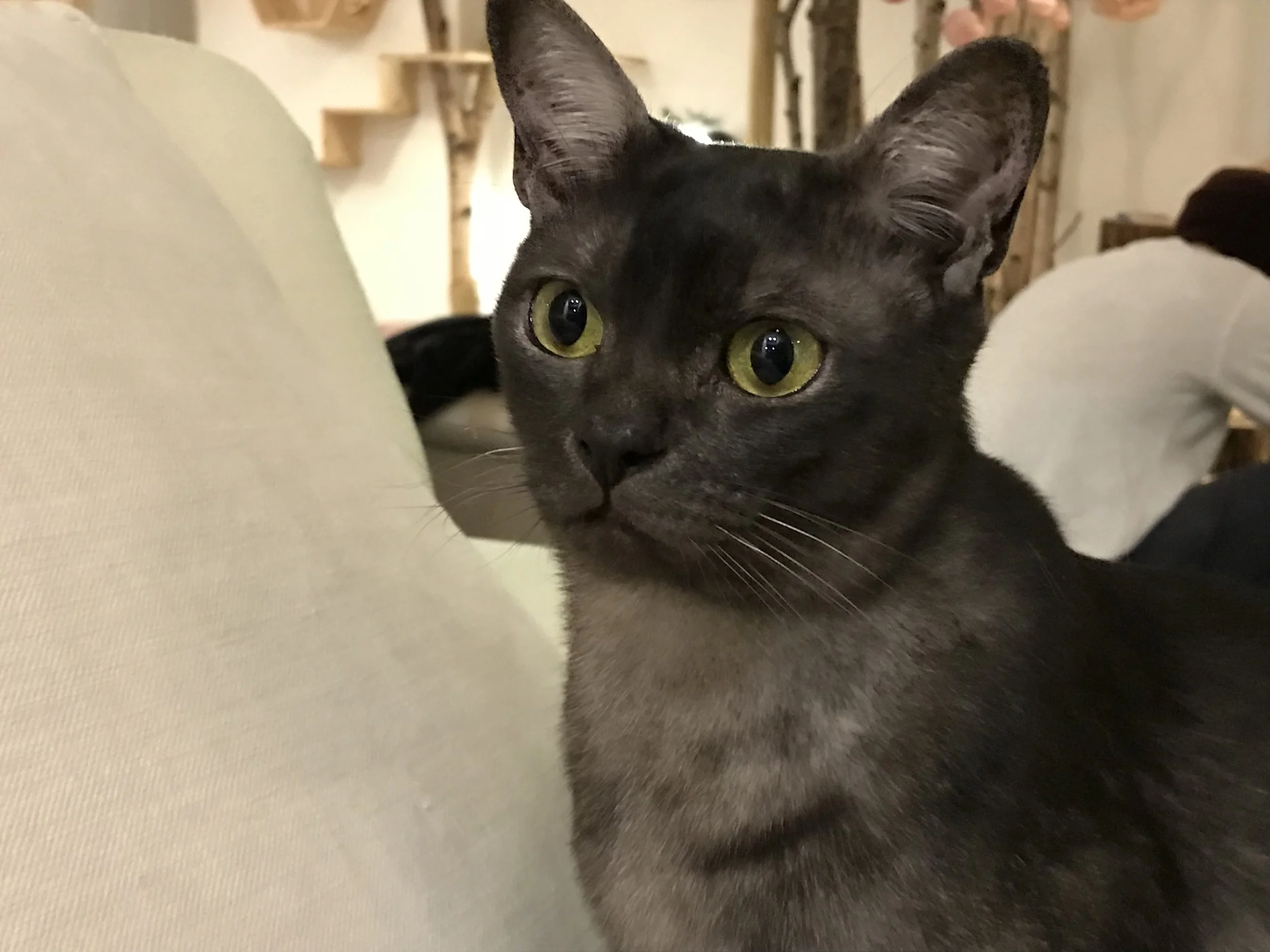 CatWindow-31.jpg