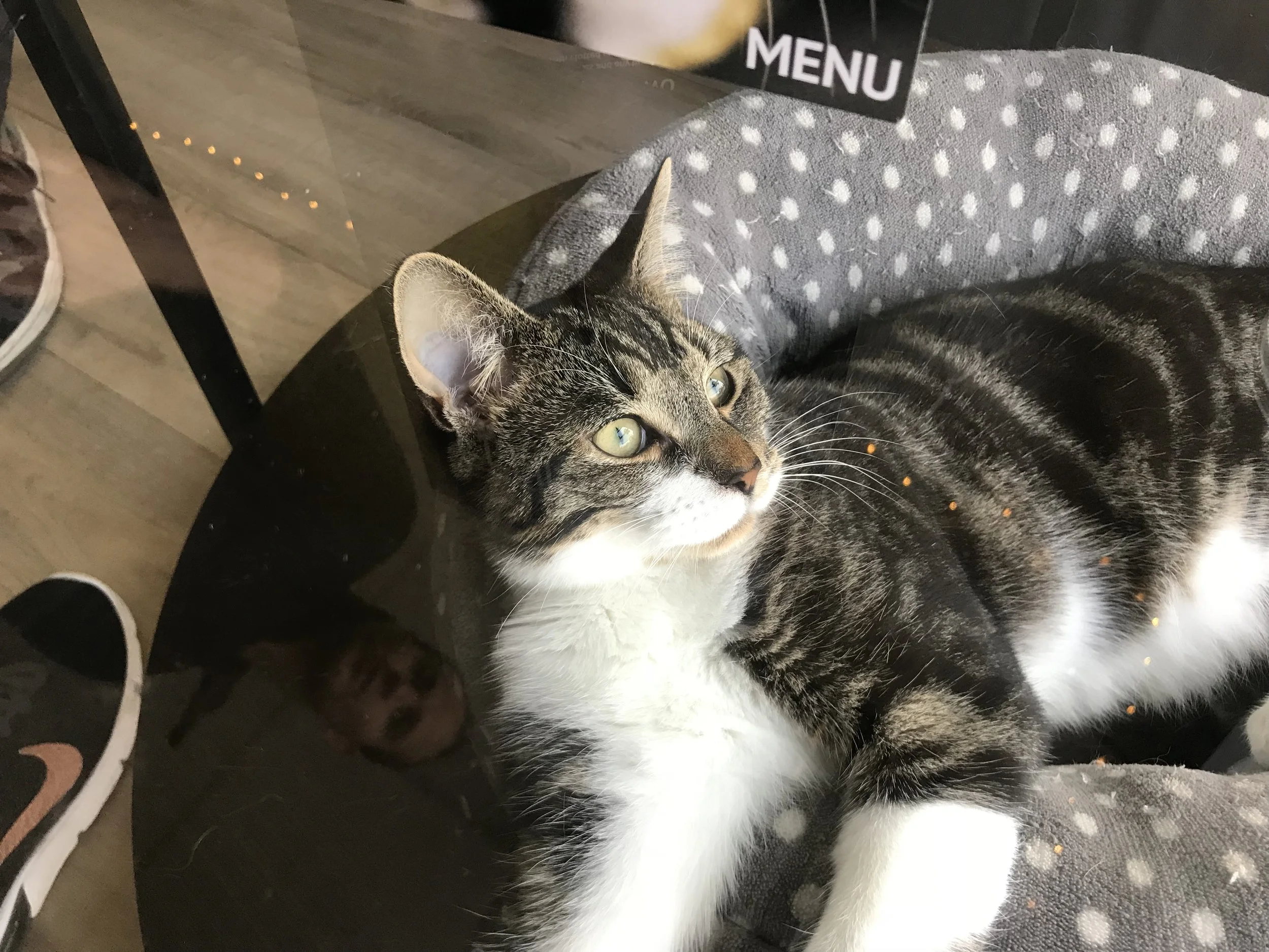 FelineGood-24.jpg