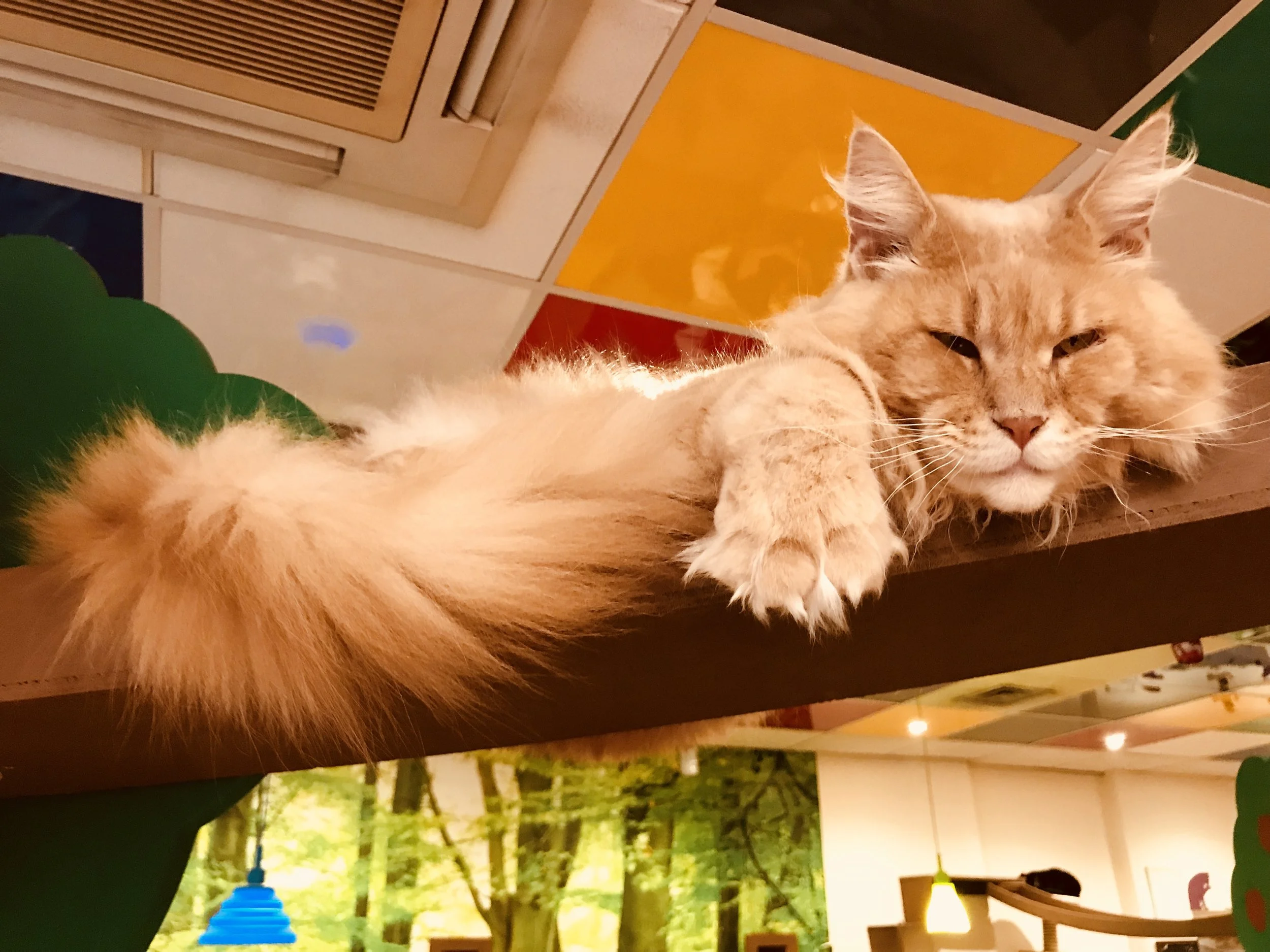 Kitty Cafe Star.jpg