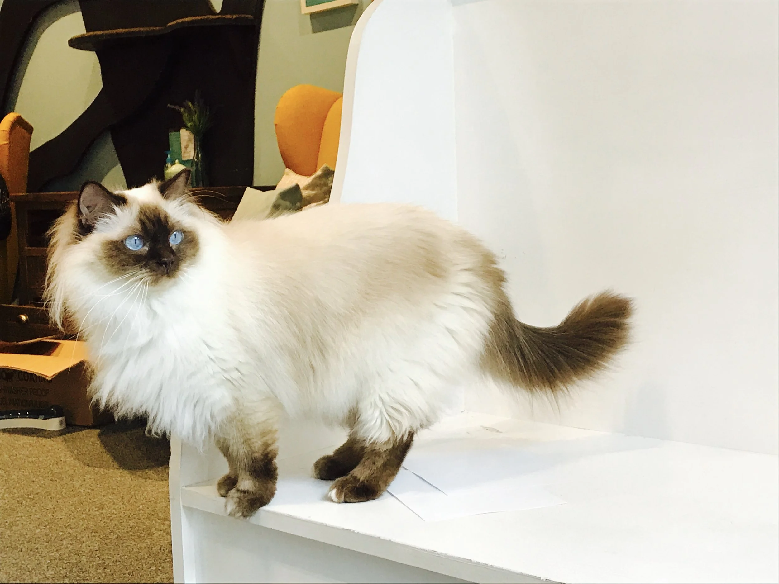 MaisonMoggy-08.jpg