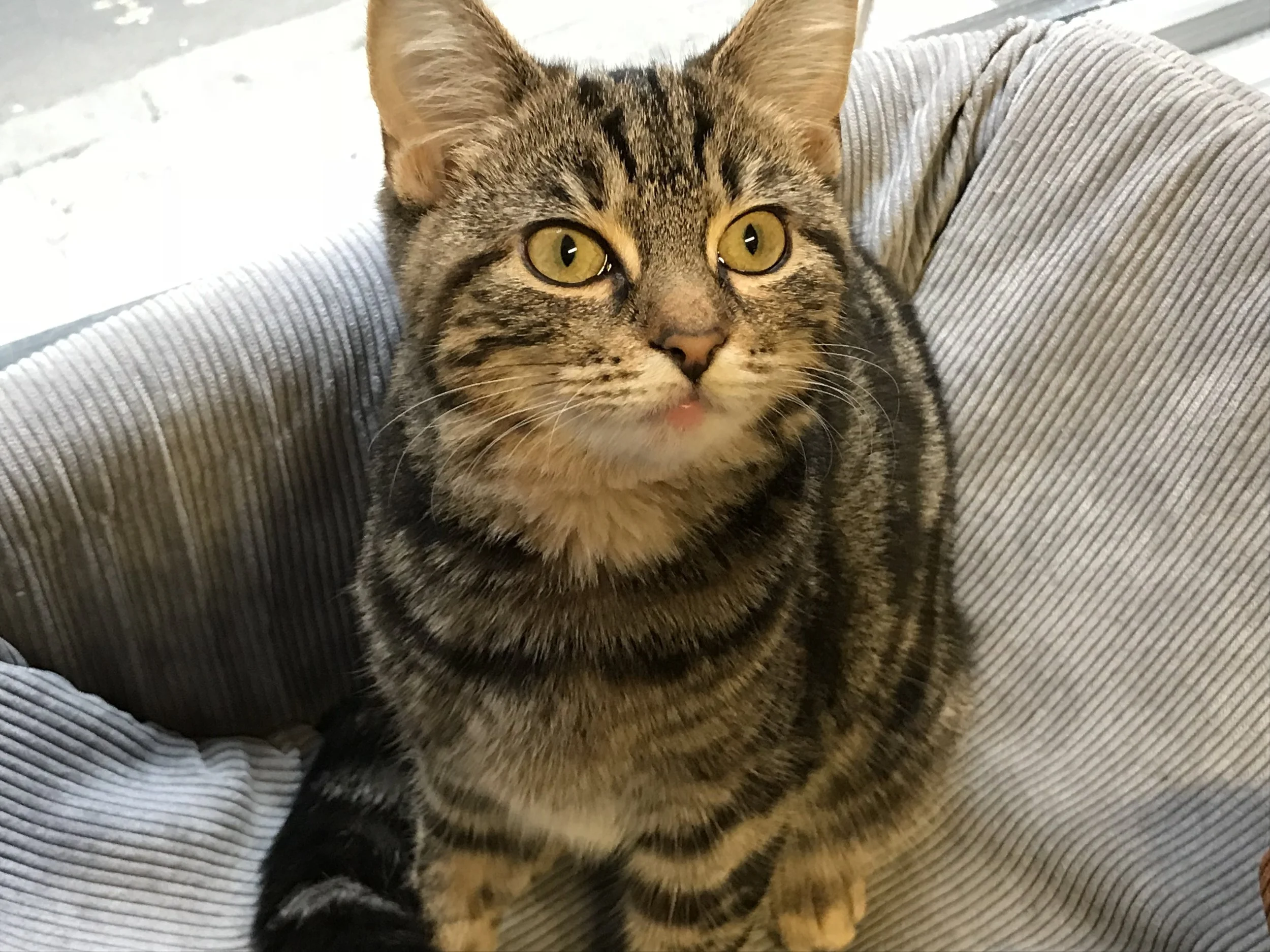 MogTyne-43.jpg