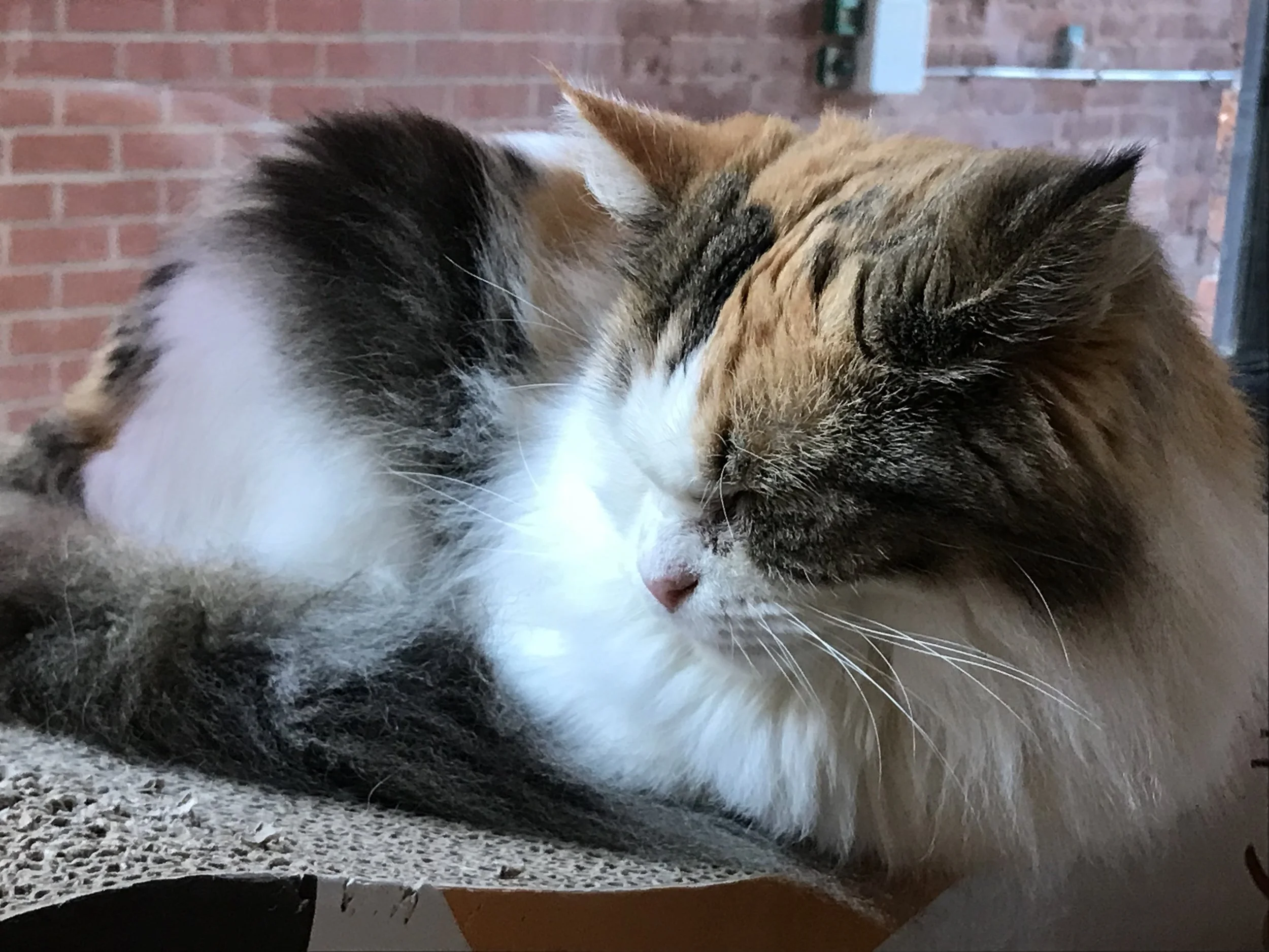 TabbyTeasSheffield-20.jpg