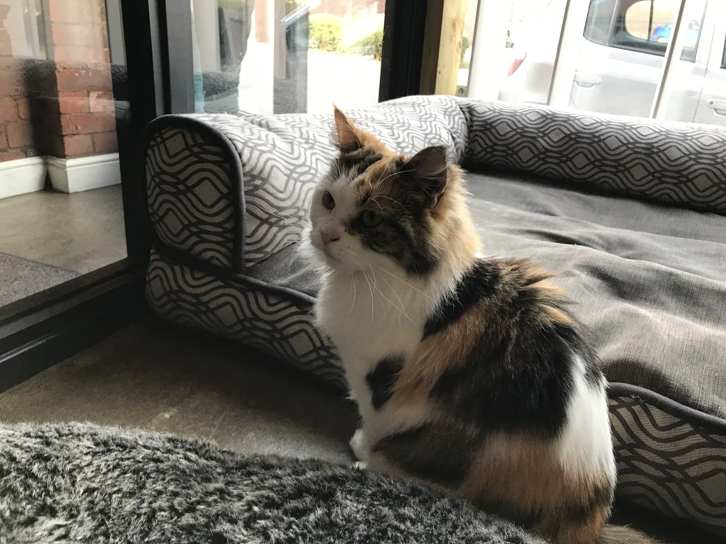 TabbyTeasSheffield-28.jpg