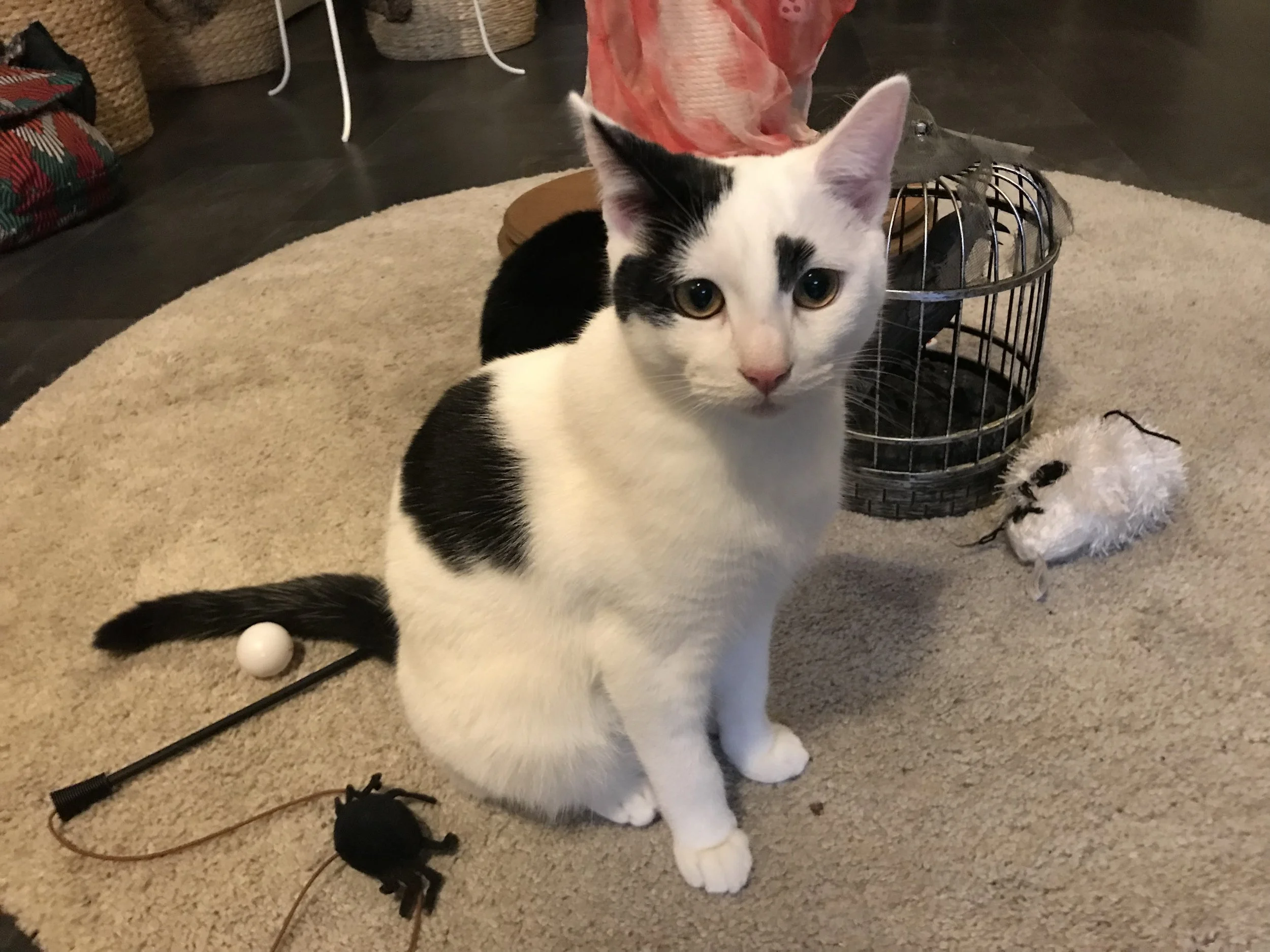 YouMeow-23.jpg