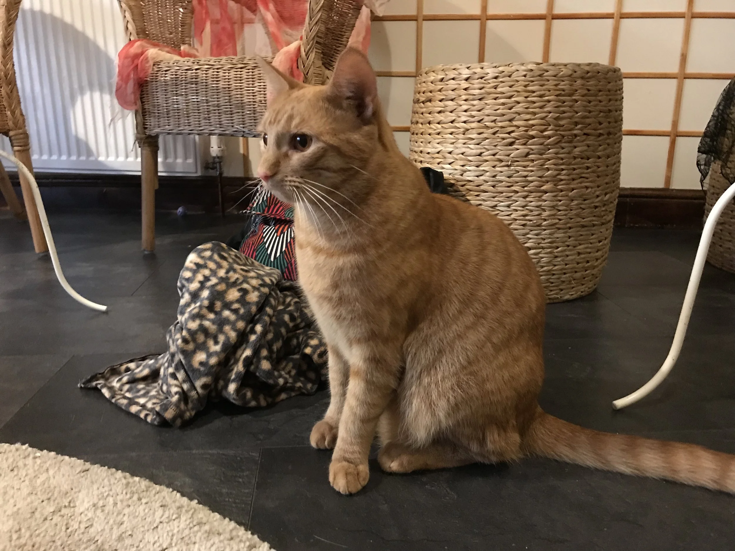 YouMeow-10.jpg