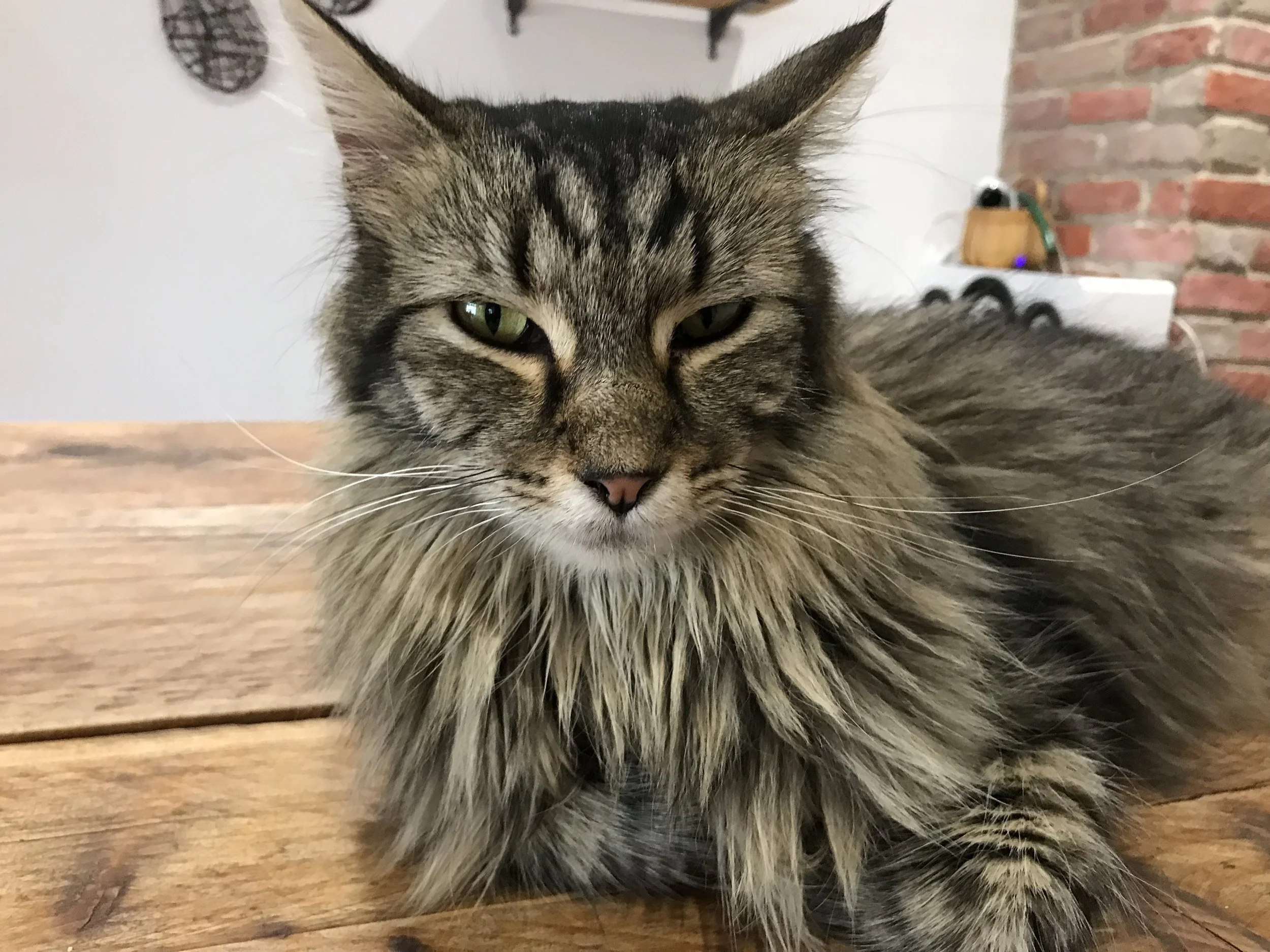 Cat Village North: Chesterfield, UK