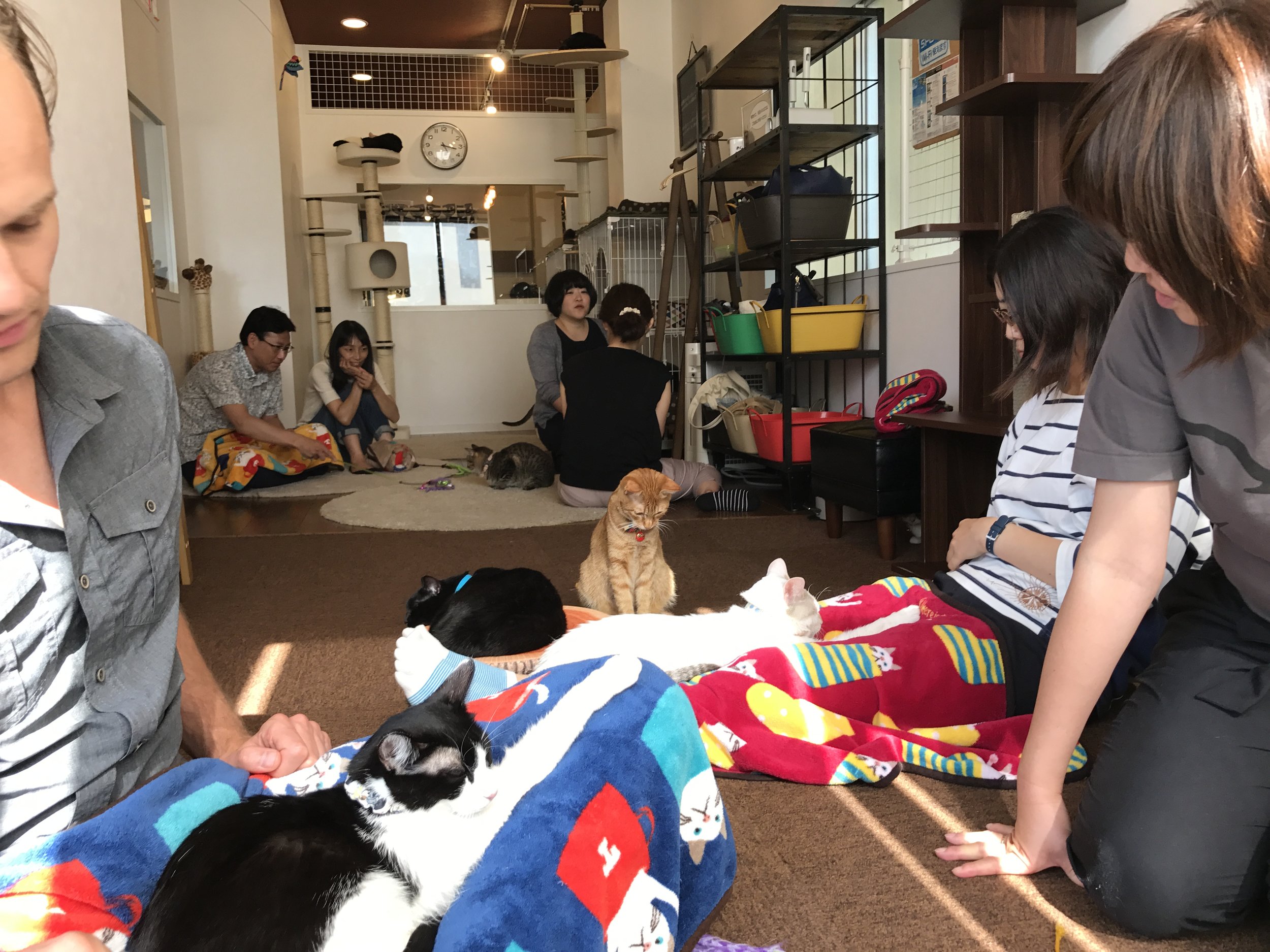 Save Cat Cafe:  Osaka, Japan