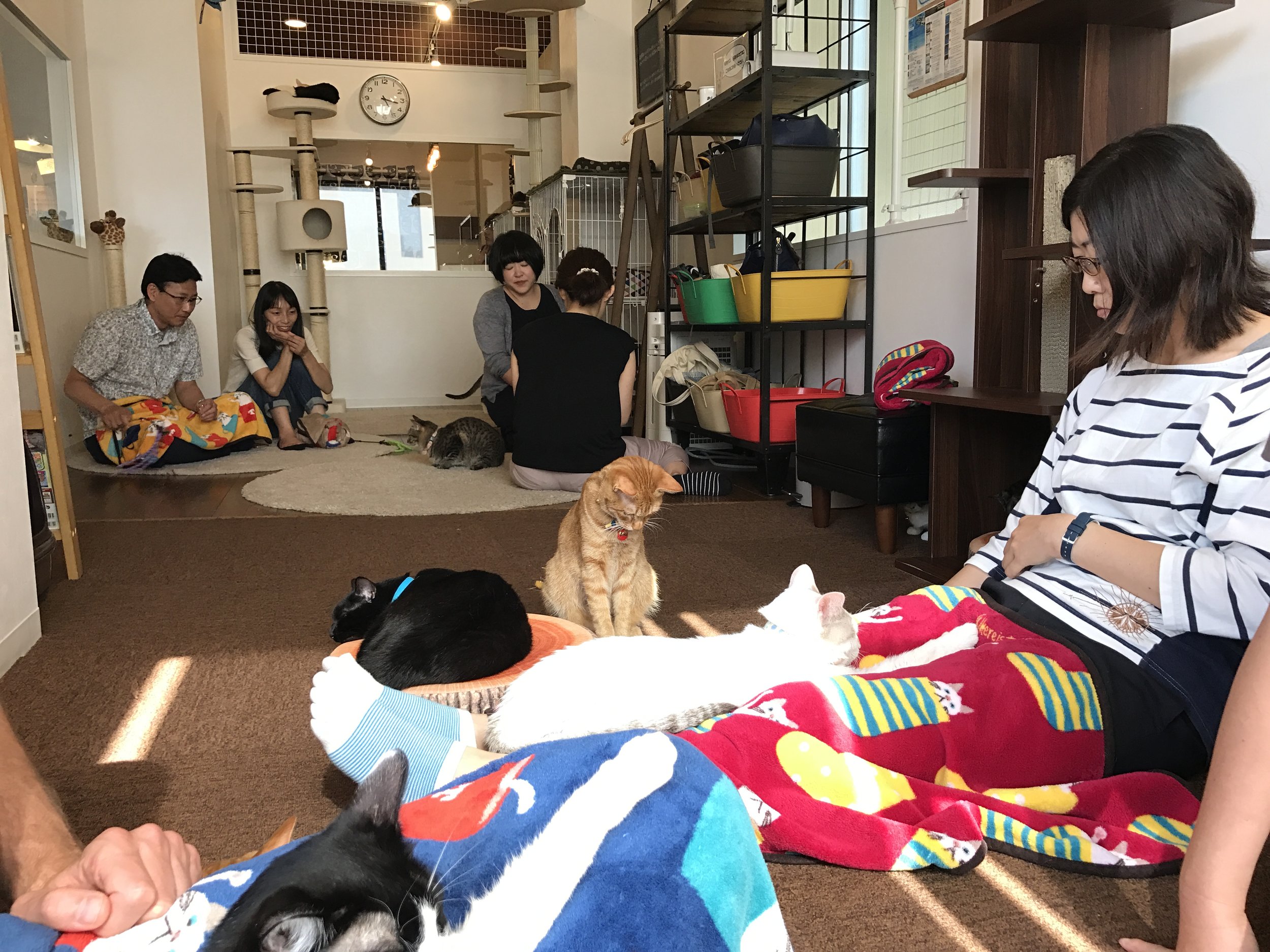 The floor seating and cozy blankets encourage cats to curl up on your lap