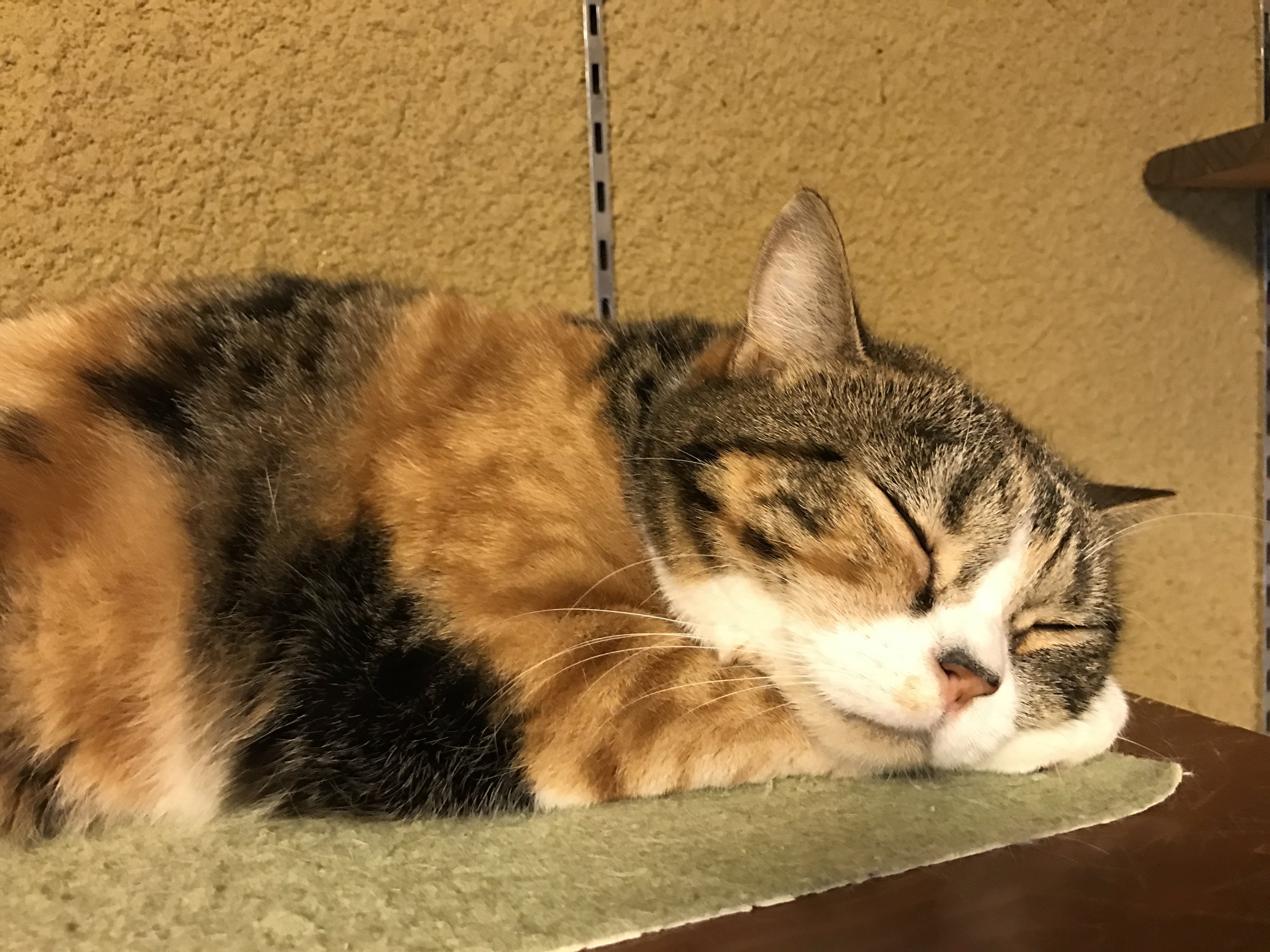 Located in the Kita neighborhood, there are a wide variety of cats in residence at Neko no Jikan