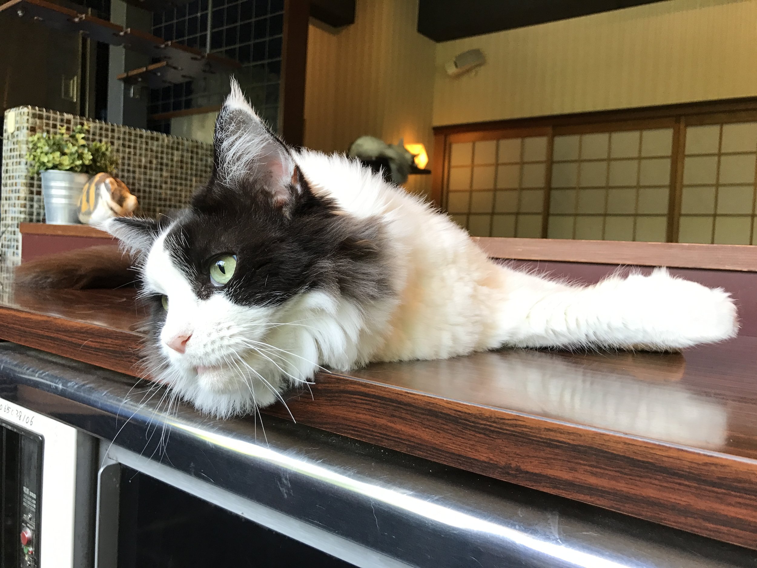 I was in a Cat Café in Osaka when I met the angriest of all cats . :  r/aww