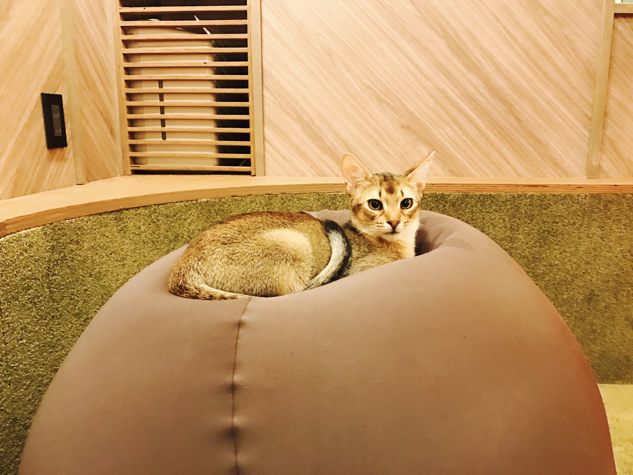 Cafe Mocha is also known for their gorgeous pedigreed cats, like this Abyssinian 