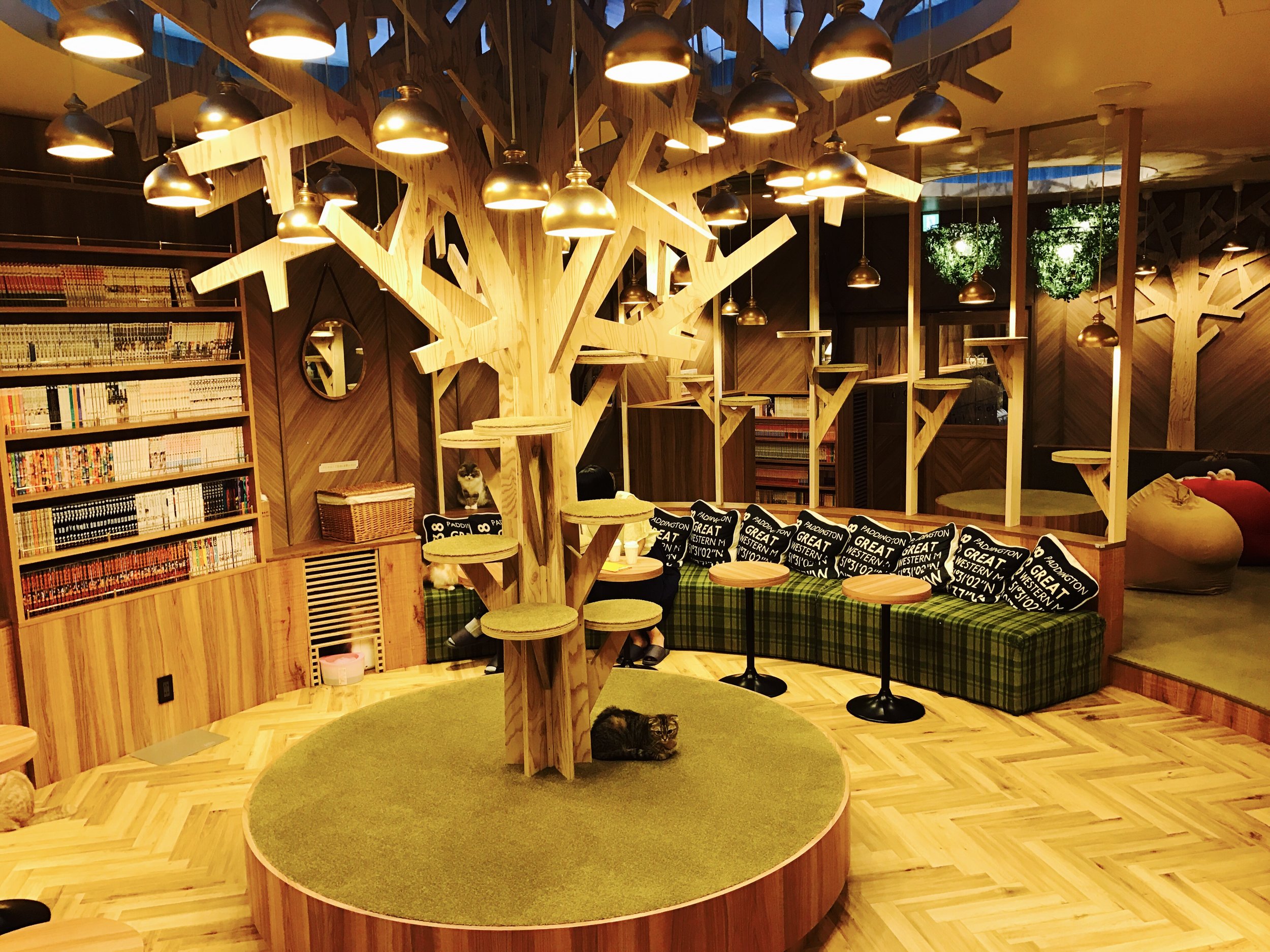 Cafe Mocha is known for its beautiful interiors featuring a signature wooden tree that the cats can climb