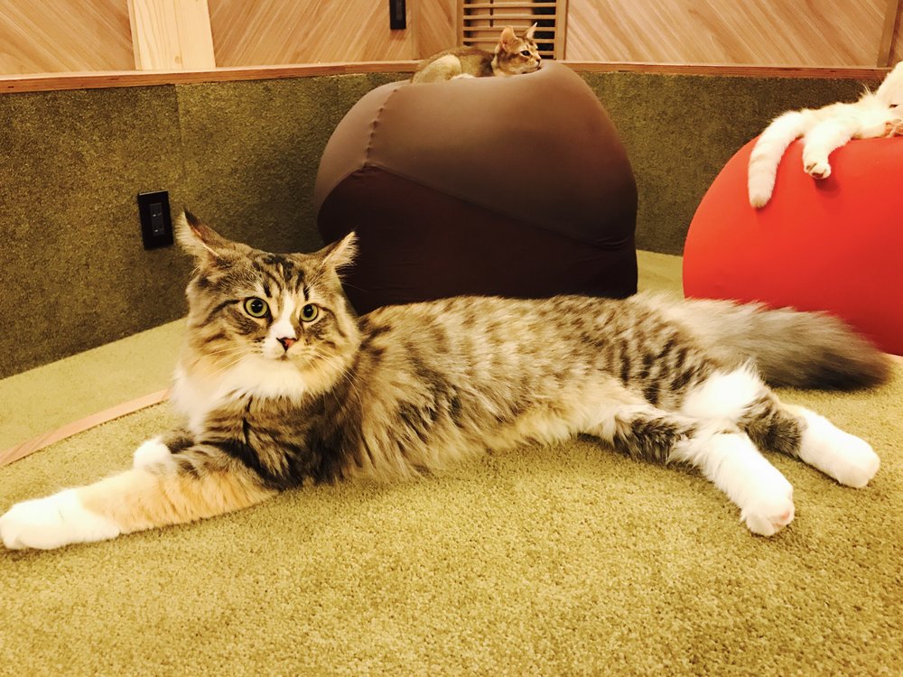I was in a Cat Café in Osaka when I met the angriest of all cats . :  r/aww