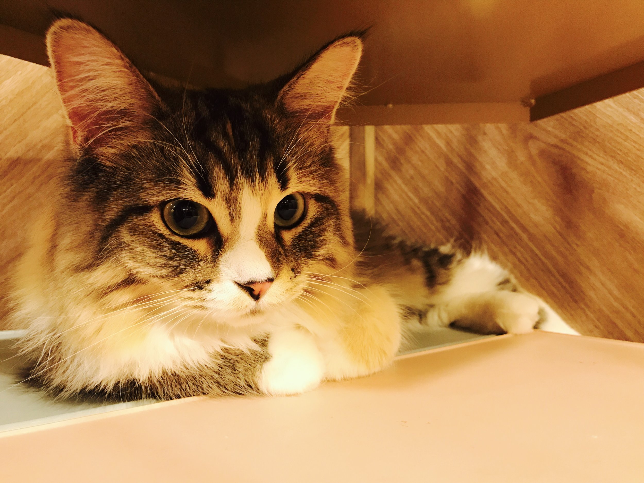 Cafe Mocha Shinsaibashi is part of the Cafe Mocha chain of cat cafes in Japan