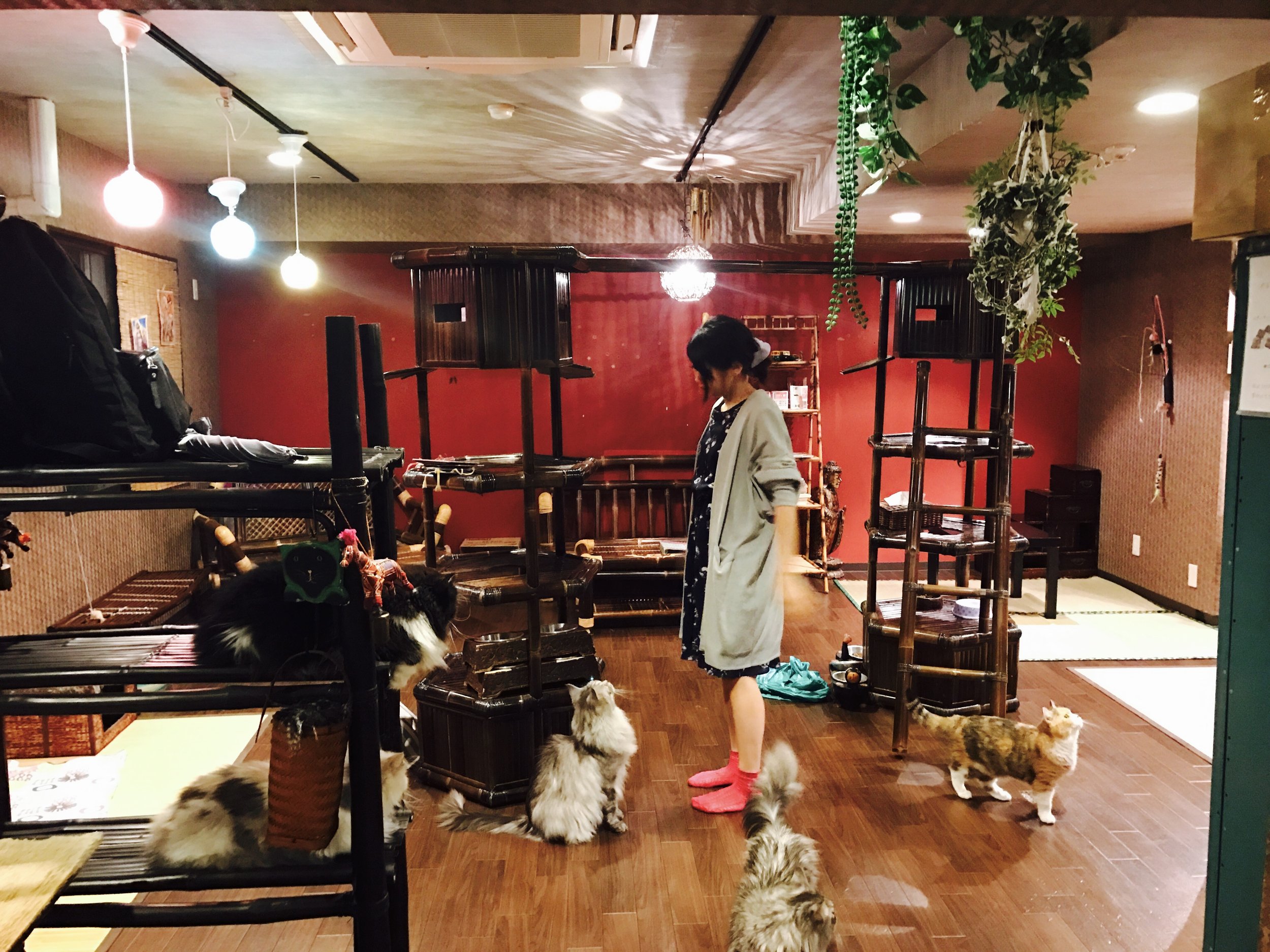Vintage furniture and zen garden touches enhance the atmosphere at Gurugurudo Neko Cafe