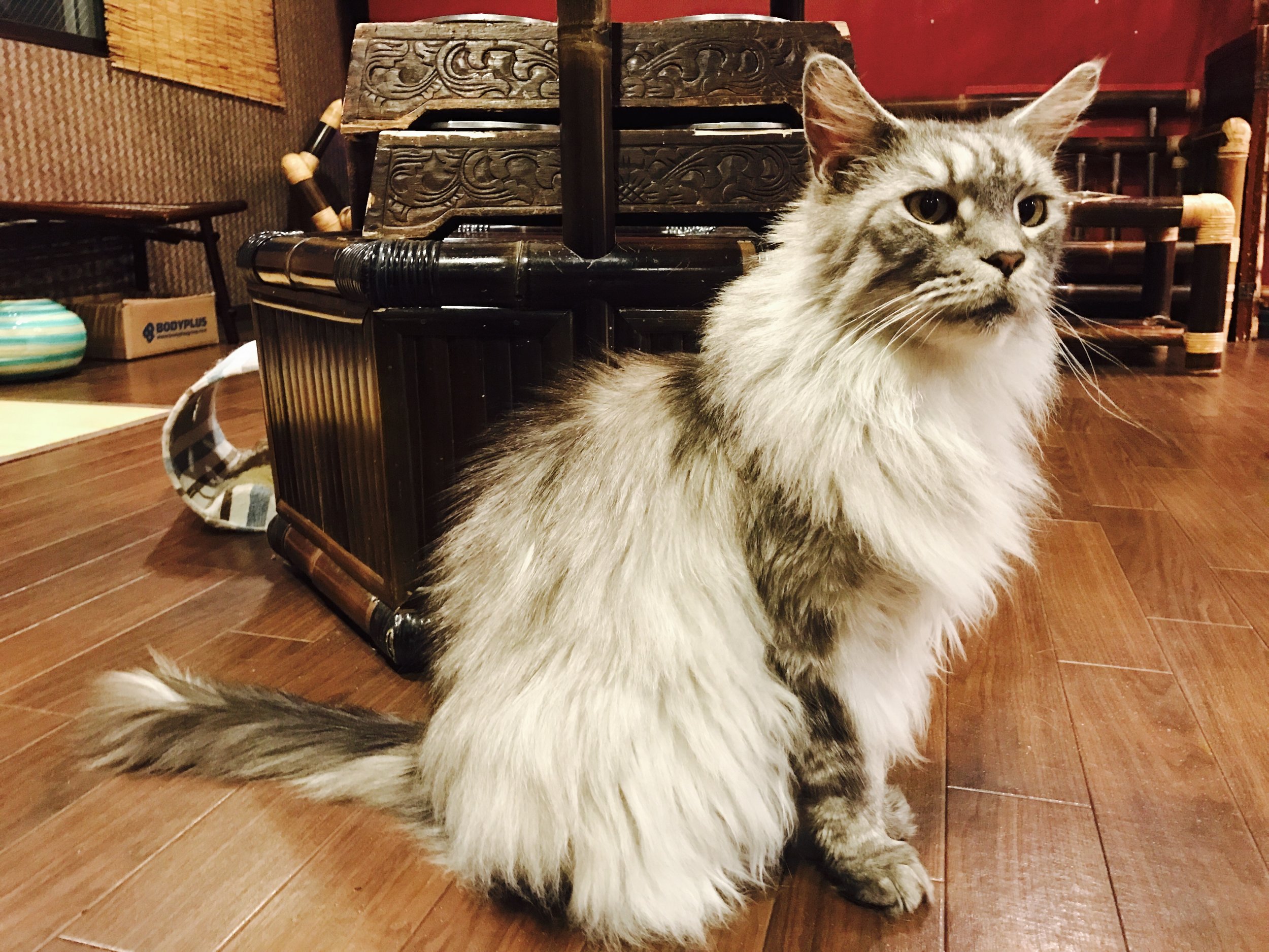 A long-haired feline poses at Gurugurudo Neko Cafe 