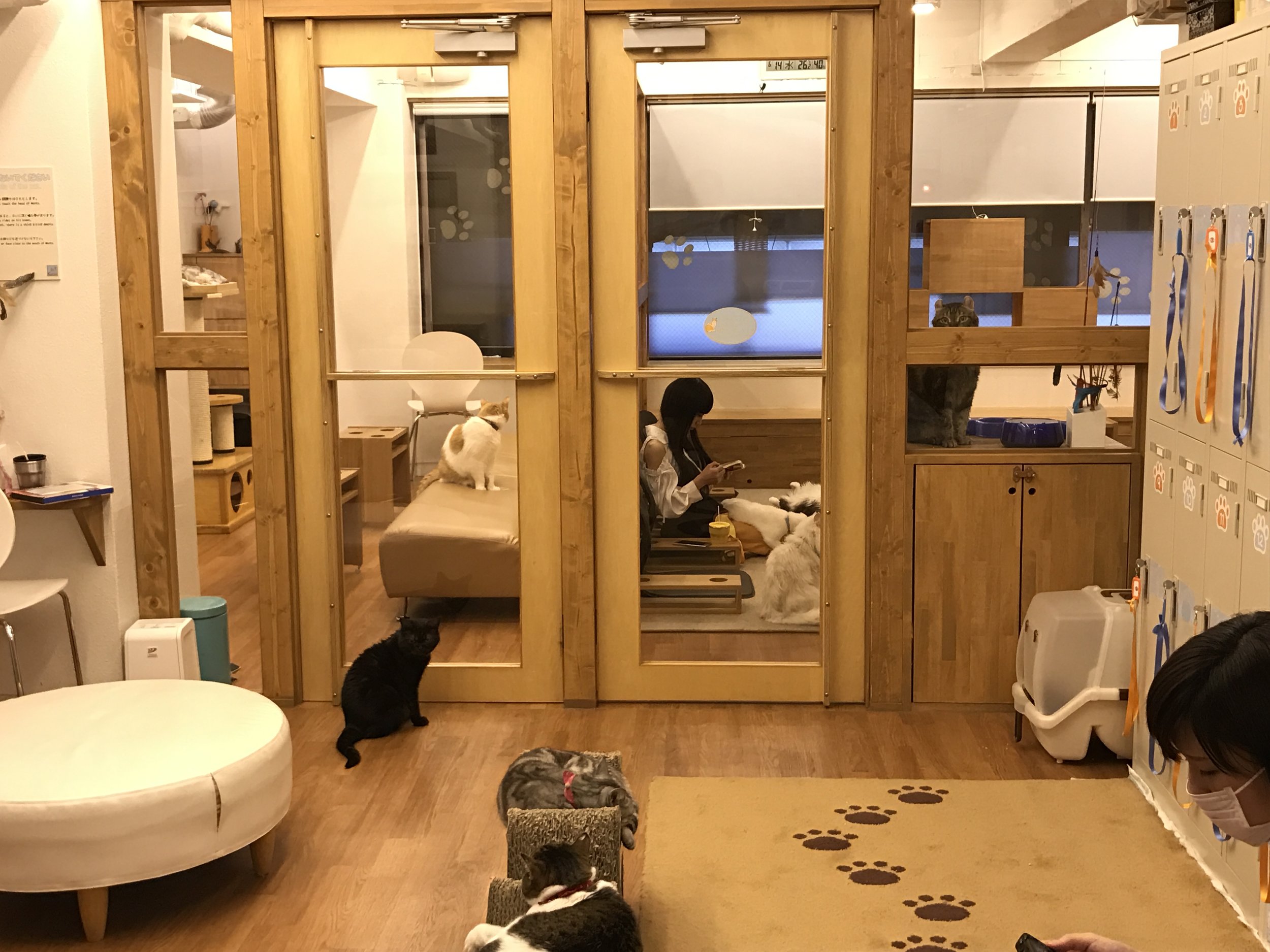 Click here for a complete review of Neko Cafe Cat Tail in Osaka, Japan