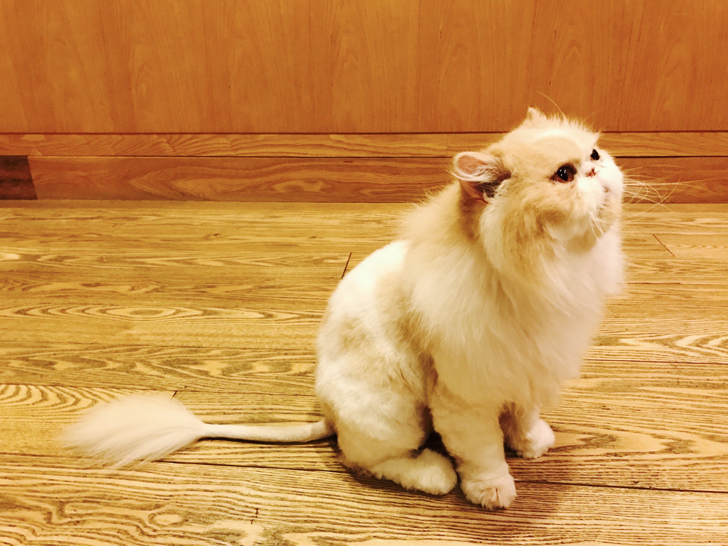There are 18 adorable cats in residence at Neko no Jikan Amemura