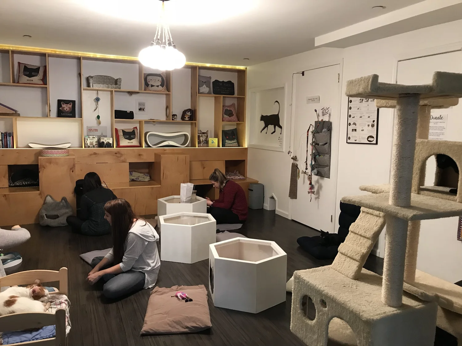 Meow Parlour The Neighbor S Cat