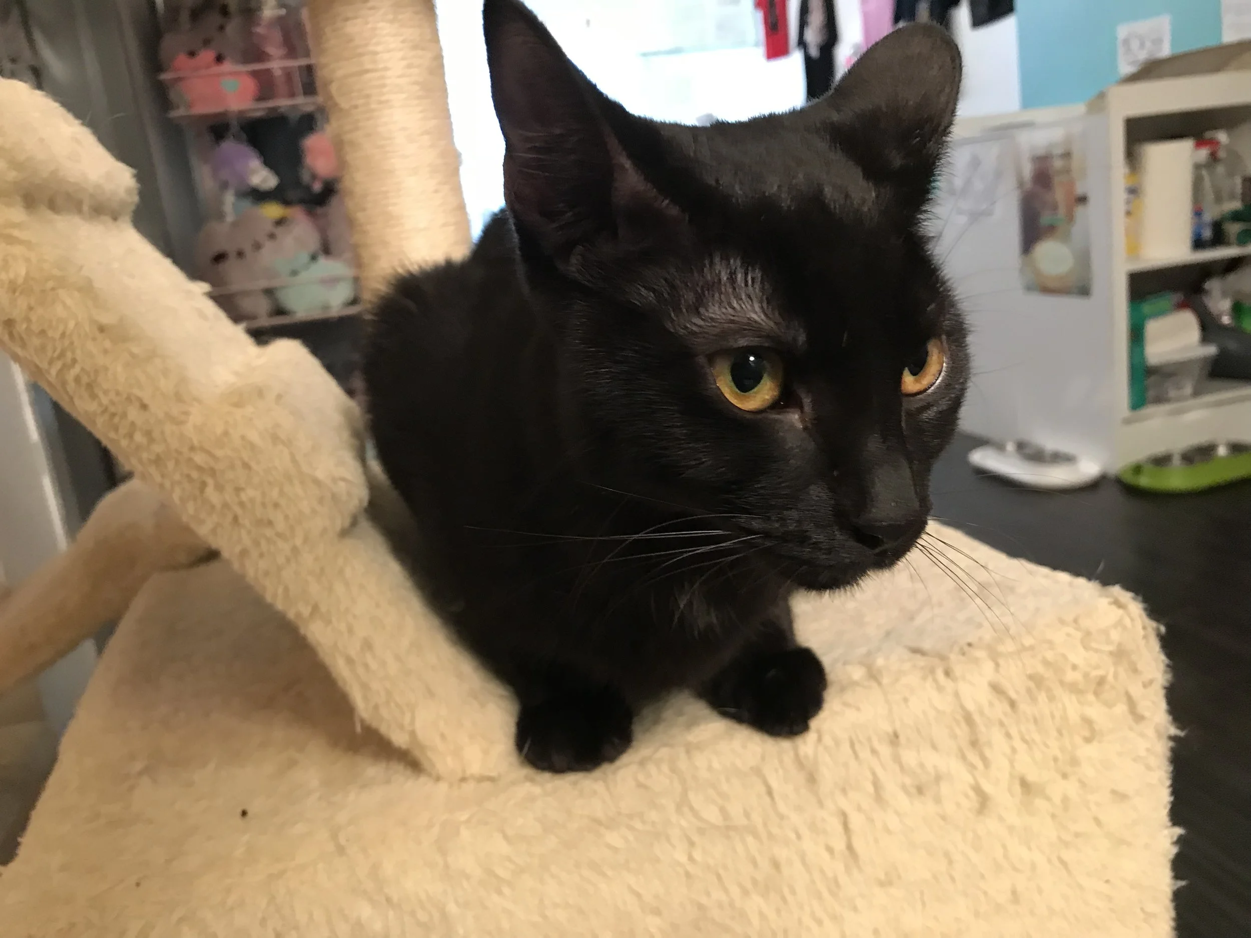 MeowParlourNYC-24.jpg