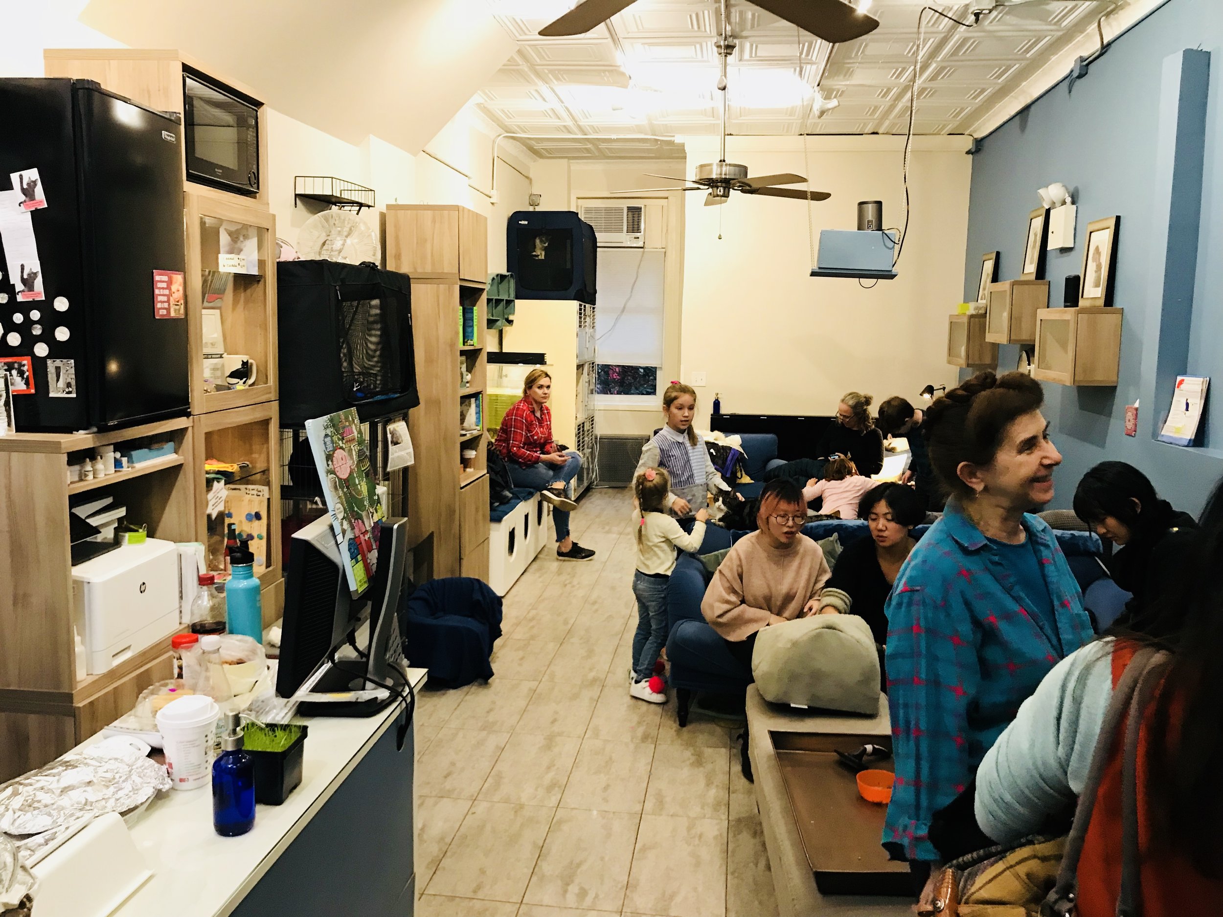 Brooklyn Cat Cafe — The Neighbor's Cat