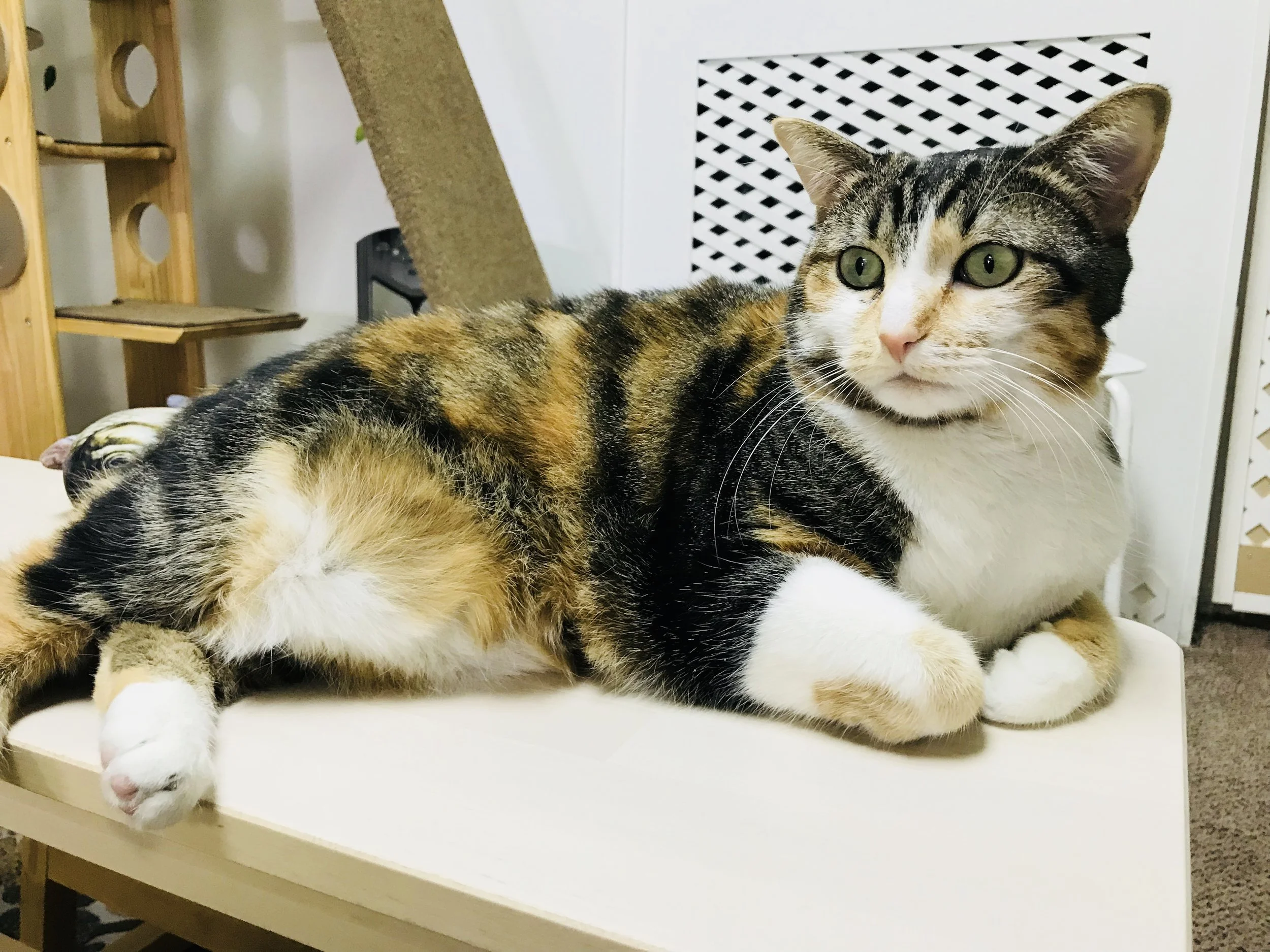 Meow-04.jpg