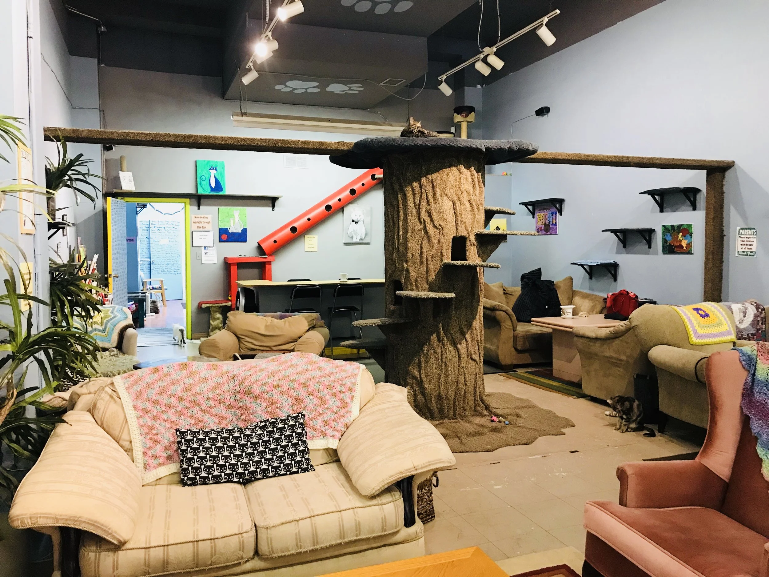 flexi standard 1 dog leash