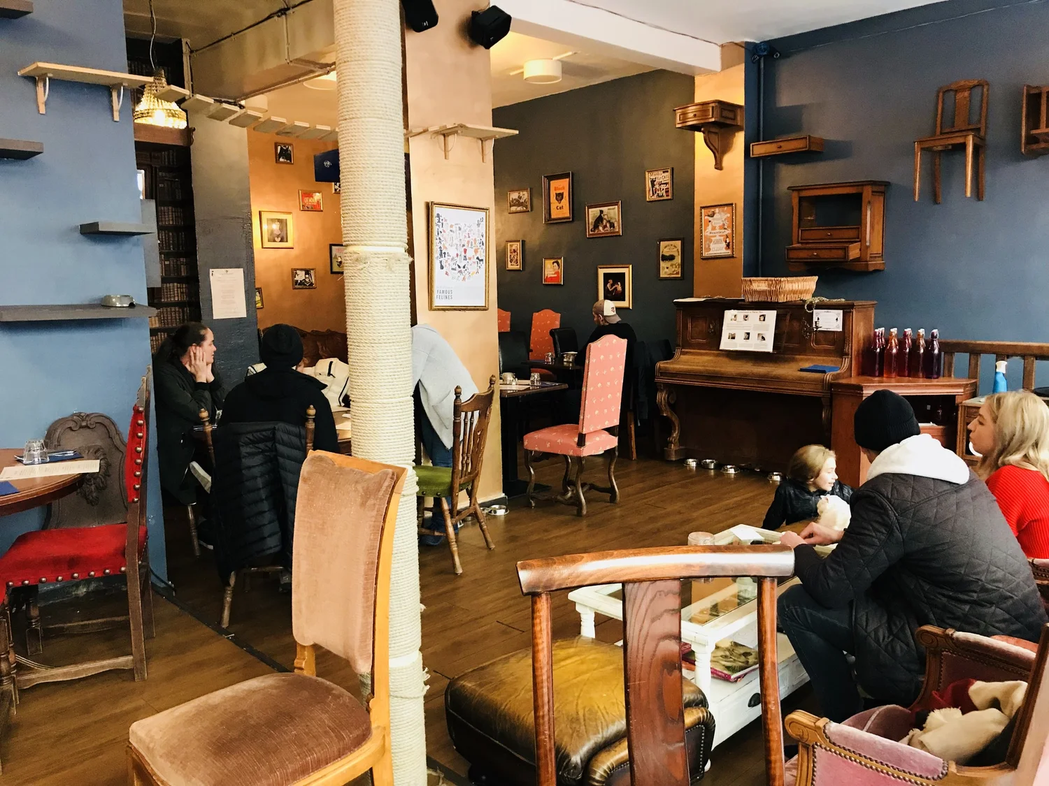 Le Cafe Des Chats The Neighbor S Cat