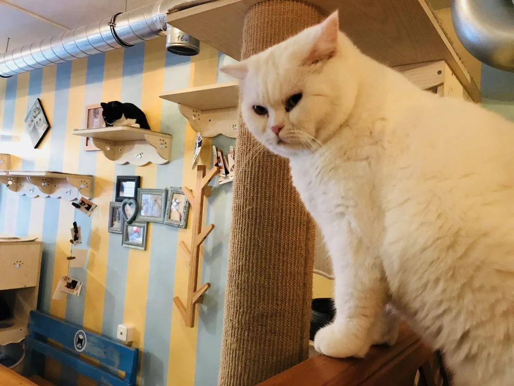 Chat Mallows The Neighbor S Cat