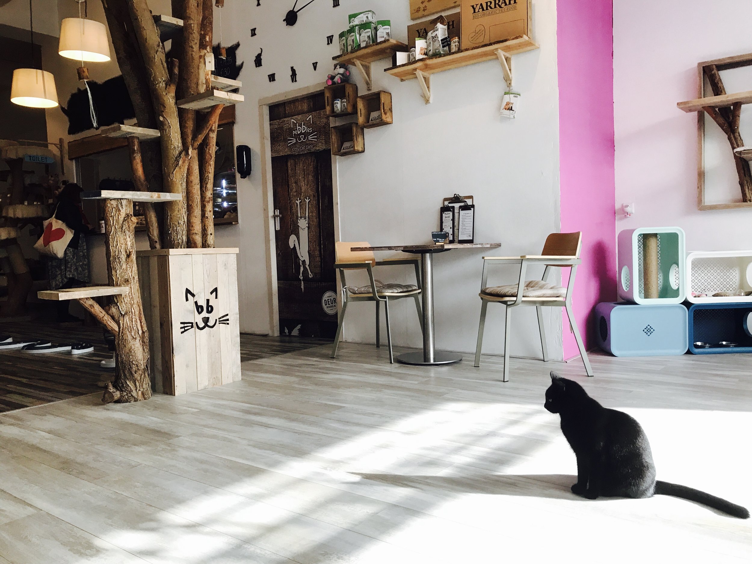 Rotterdam, Netherlands:  Pebbles Kitty Cafe