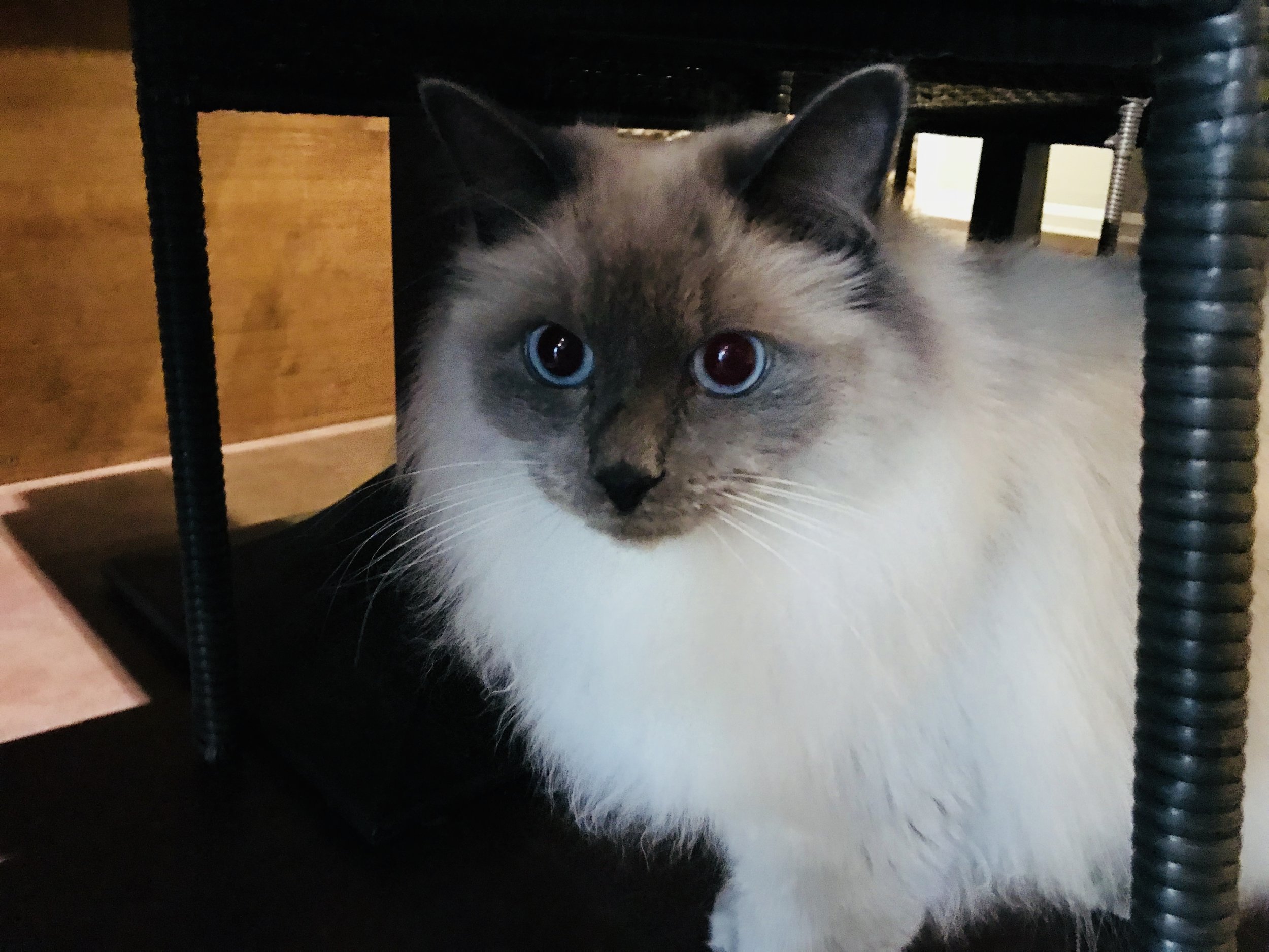 The Most Photogenic Cat Cafe Cats In France The Neighbor S Cat The Most Photogenic Cat Cafe Cats In France The Neighbor S Cat