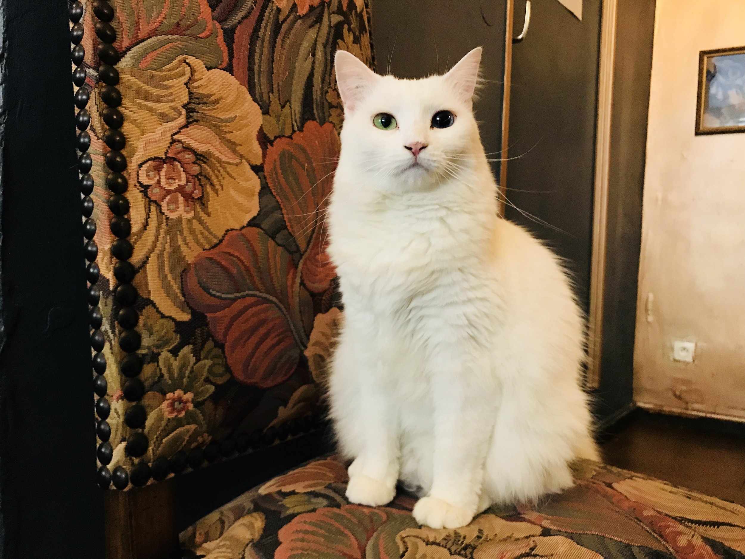 Le Cafe des Chats — The Neighbor's Cat