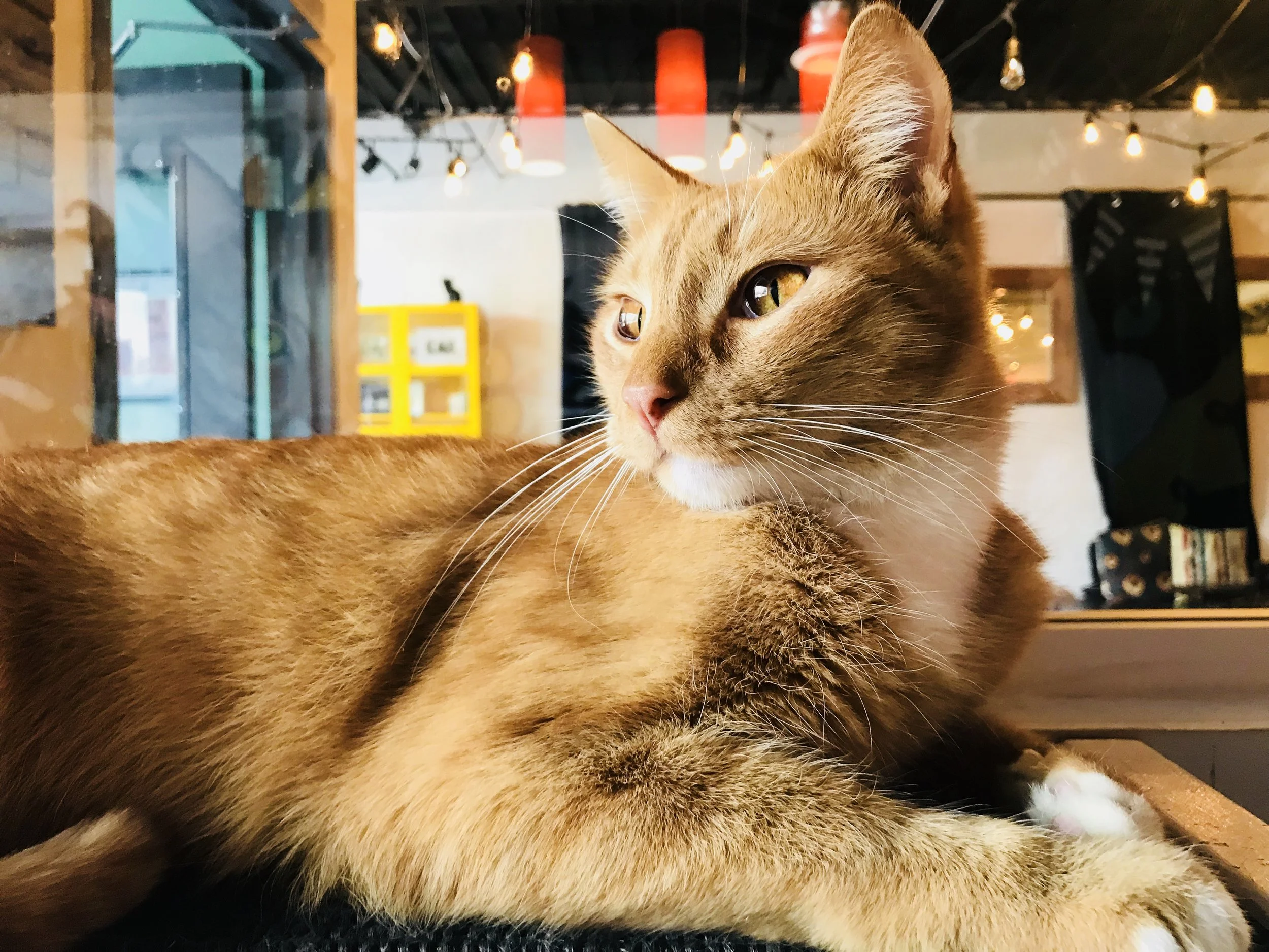 Java Cats-22.jpg