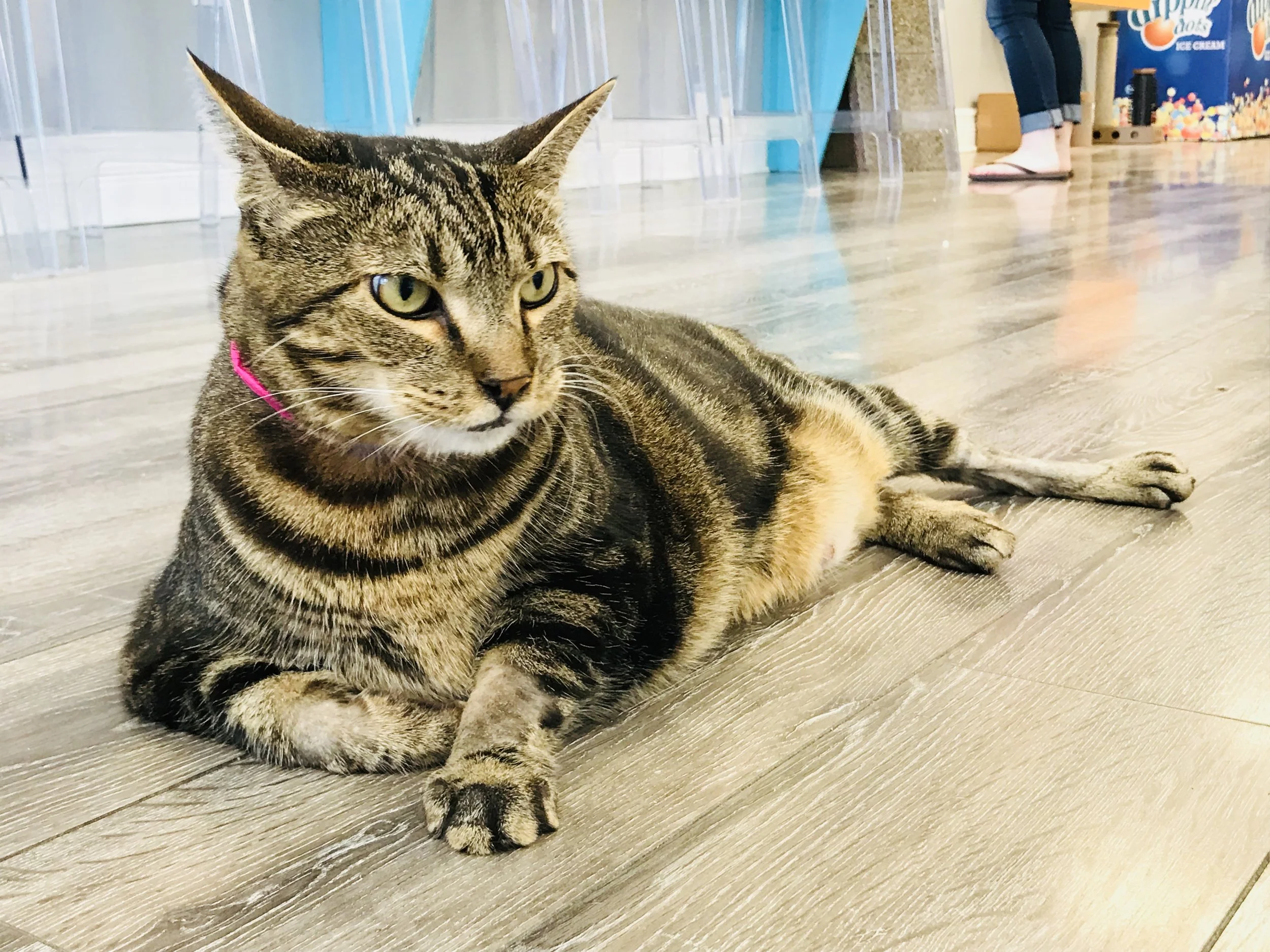 Location Cat Automat-052.jpg