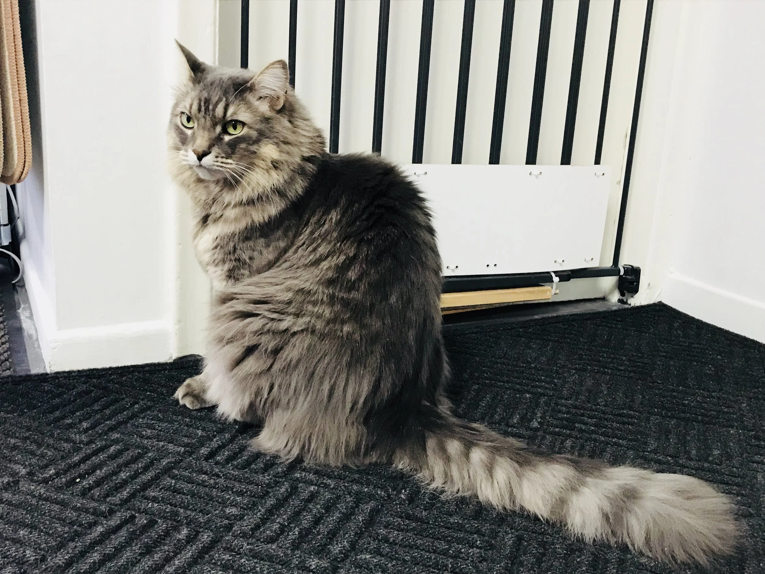 Meow-16.jpg