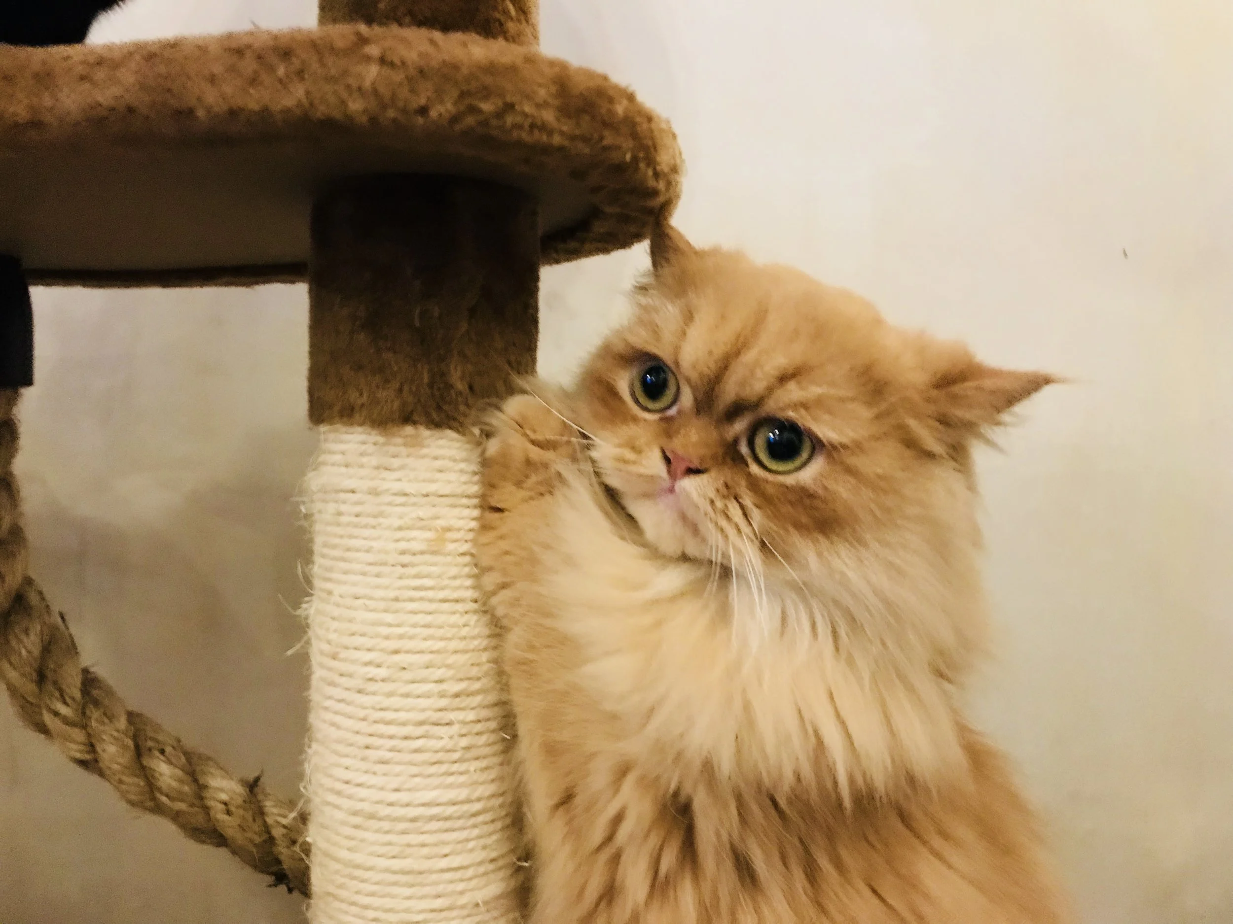 CatPawcino Hugo.jpg