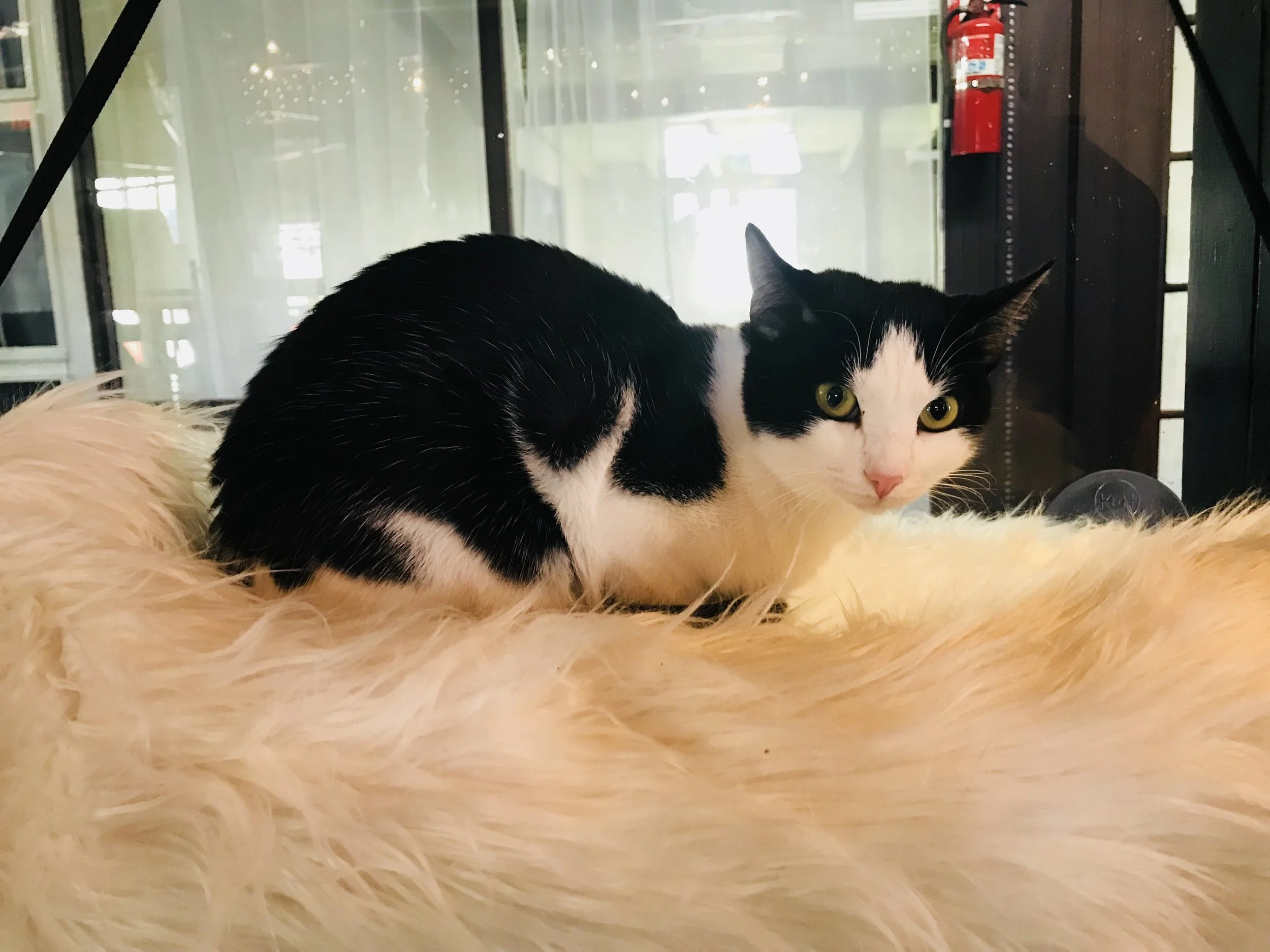 Mac Tabby-09.jpg