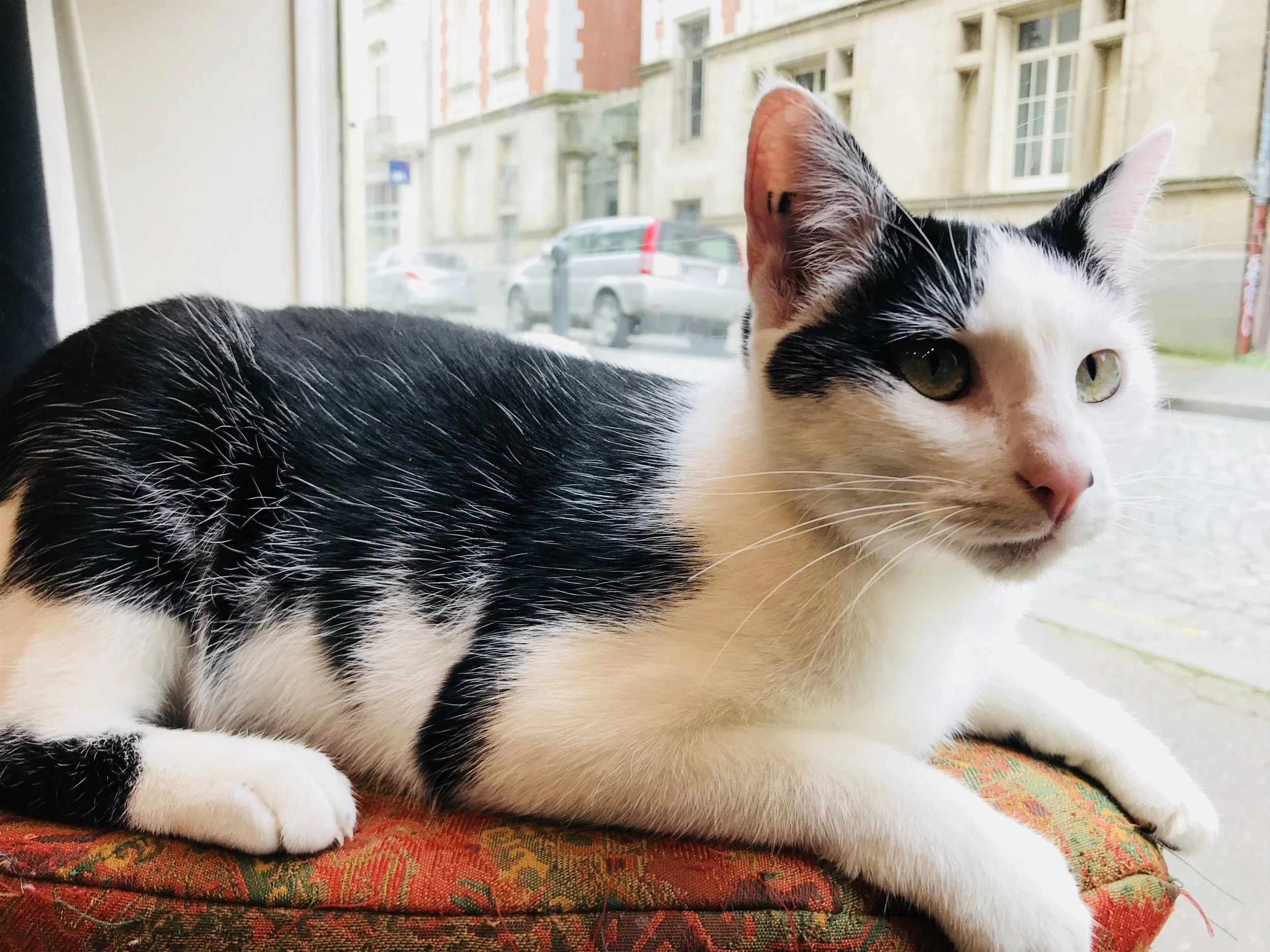 Chatpuccino_rennes-15.jpg