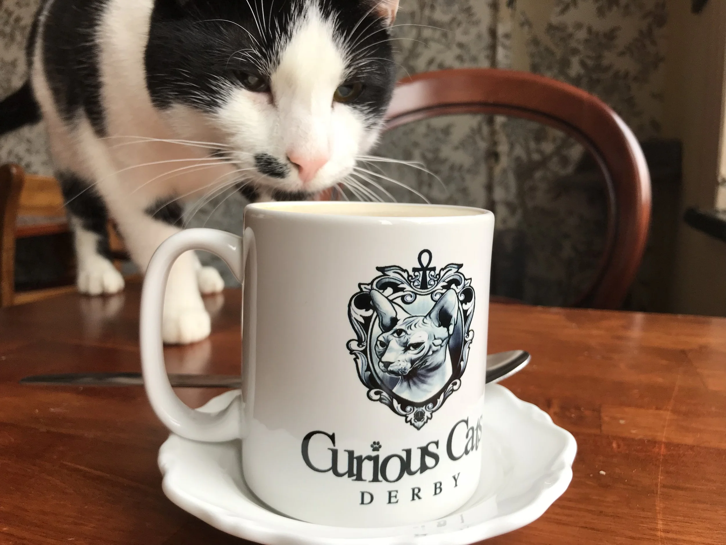 CuriousCats-20.jpg