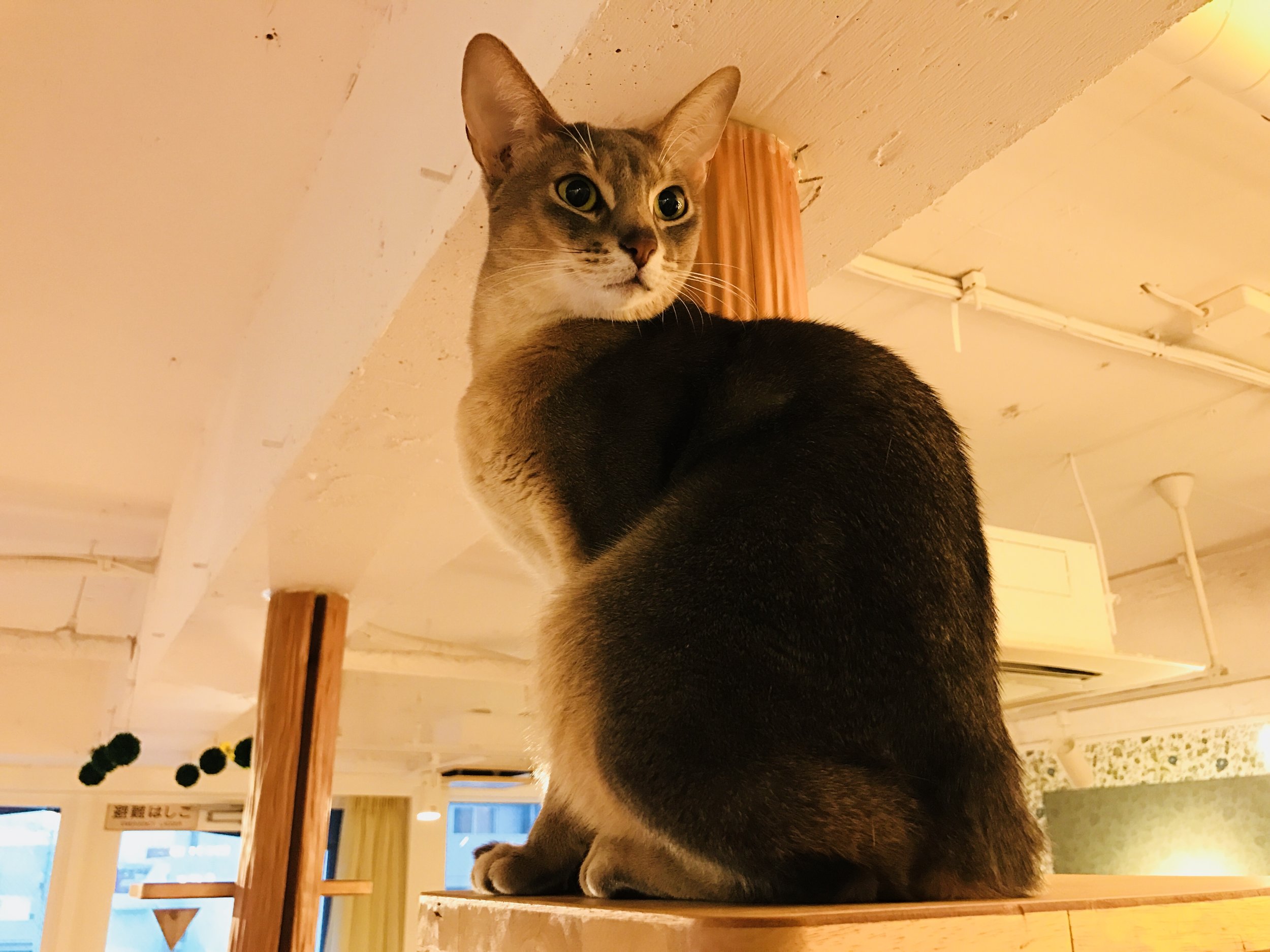 Tokyo cat cafe: weird cafes in Japan