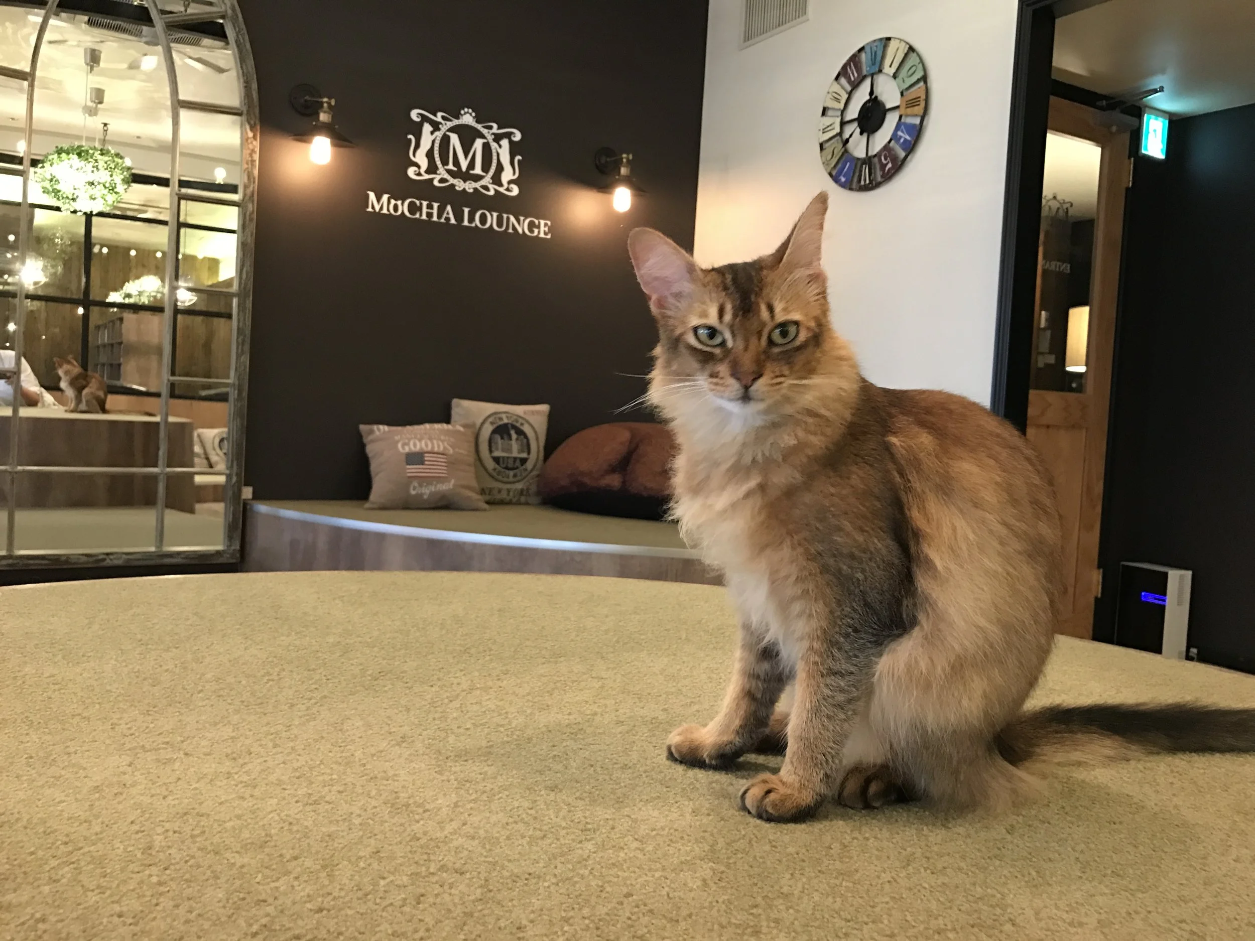 kitten cafe near me